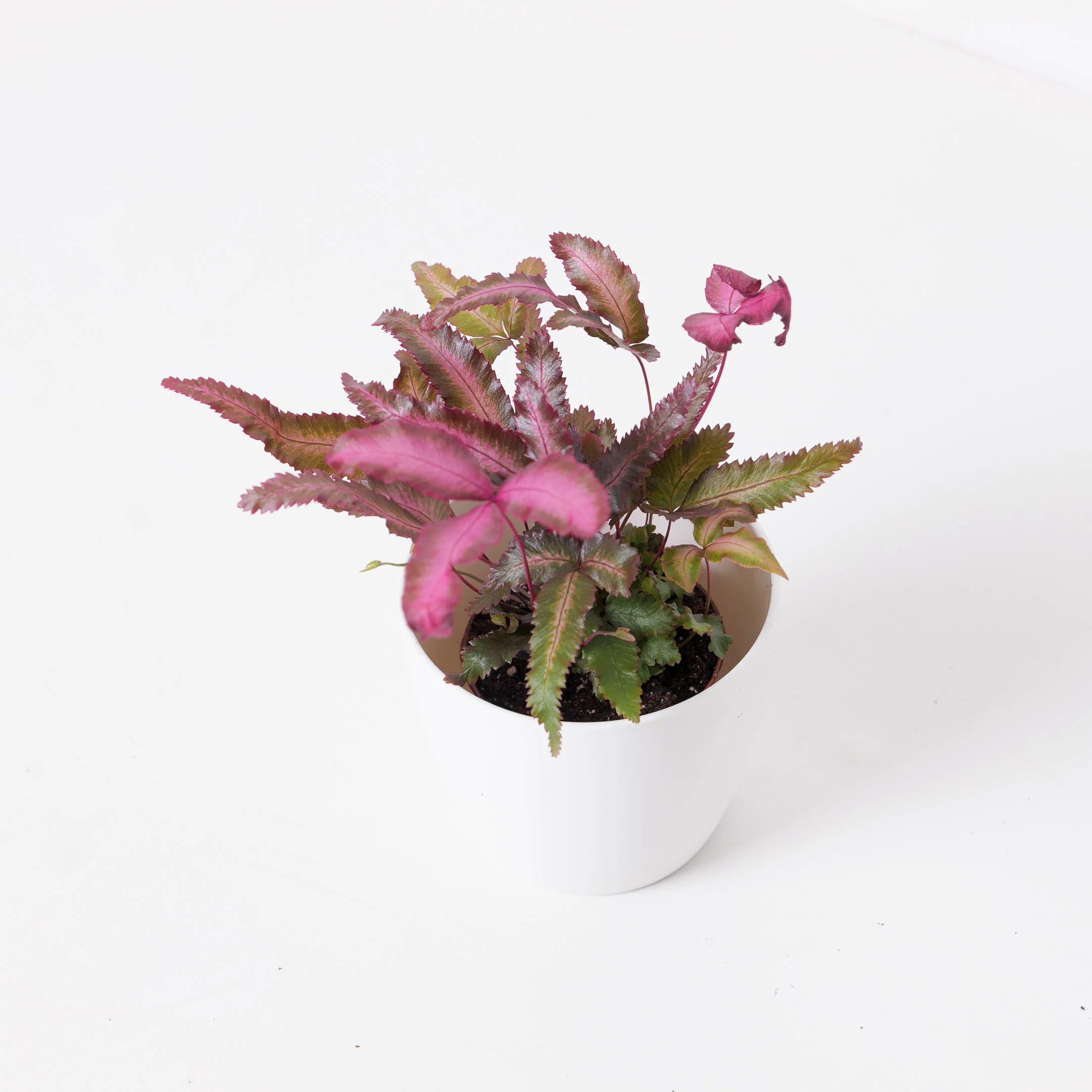 Pteris cretica var albolineata 'Pink'