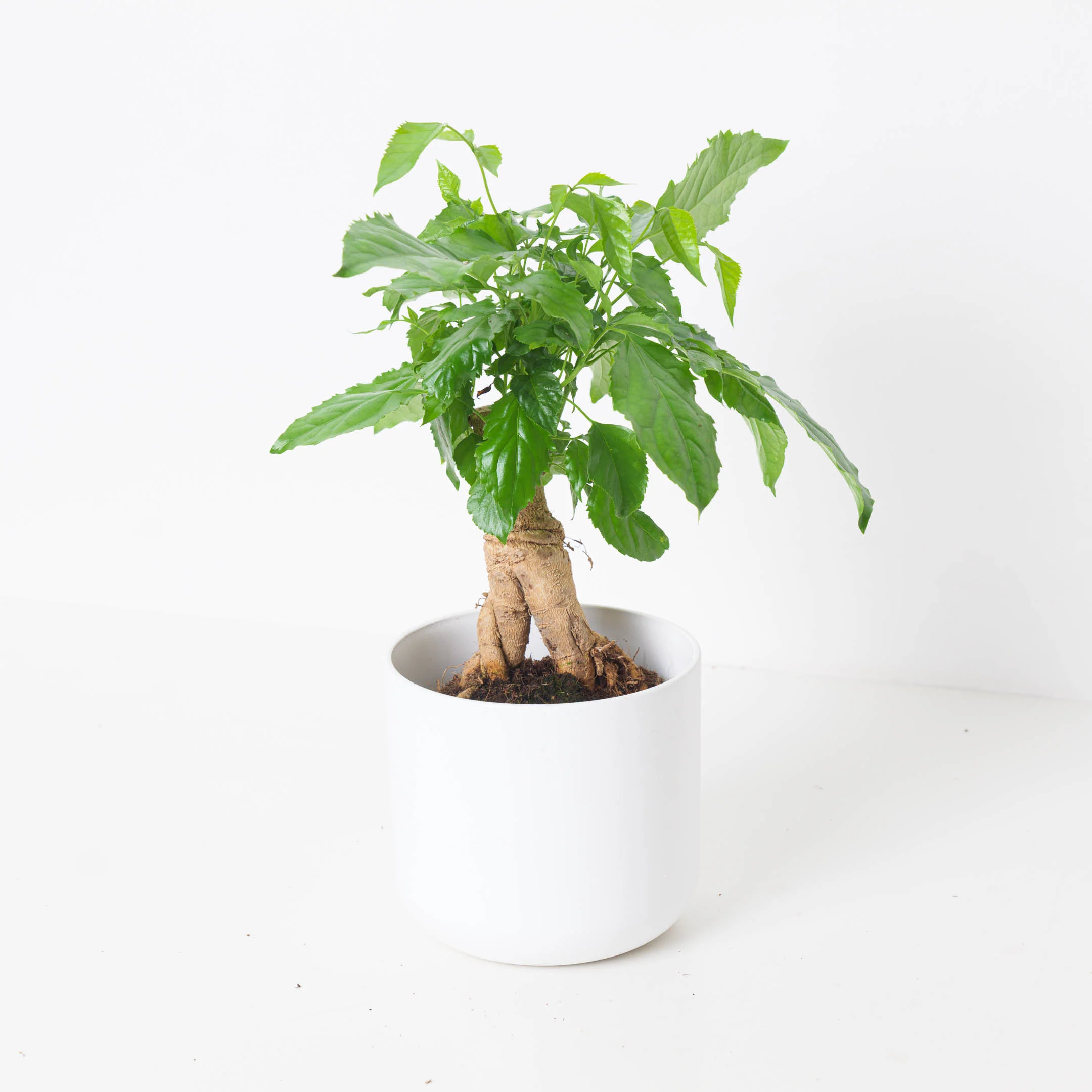 Radermachera Sinica | China Doll Plant