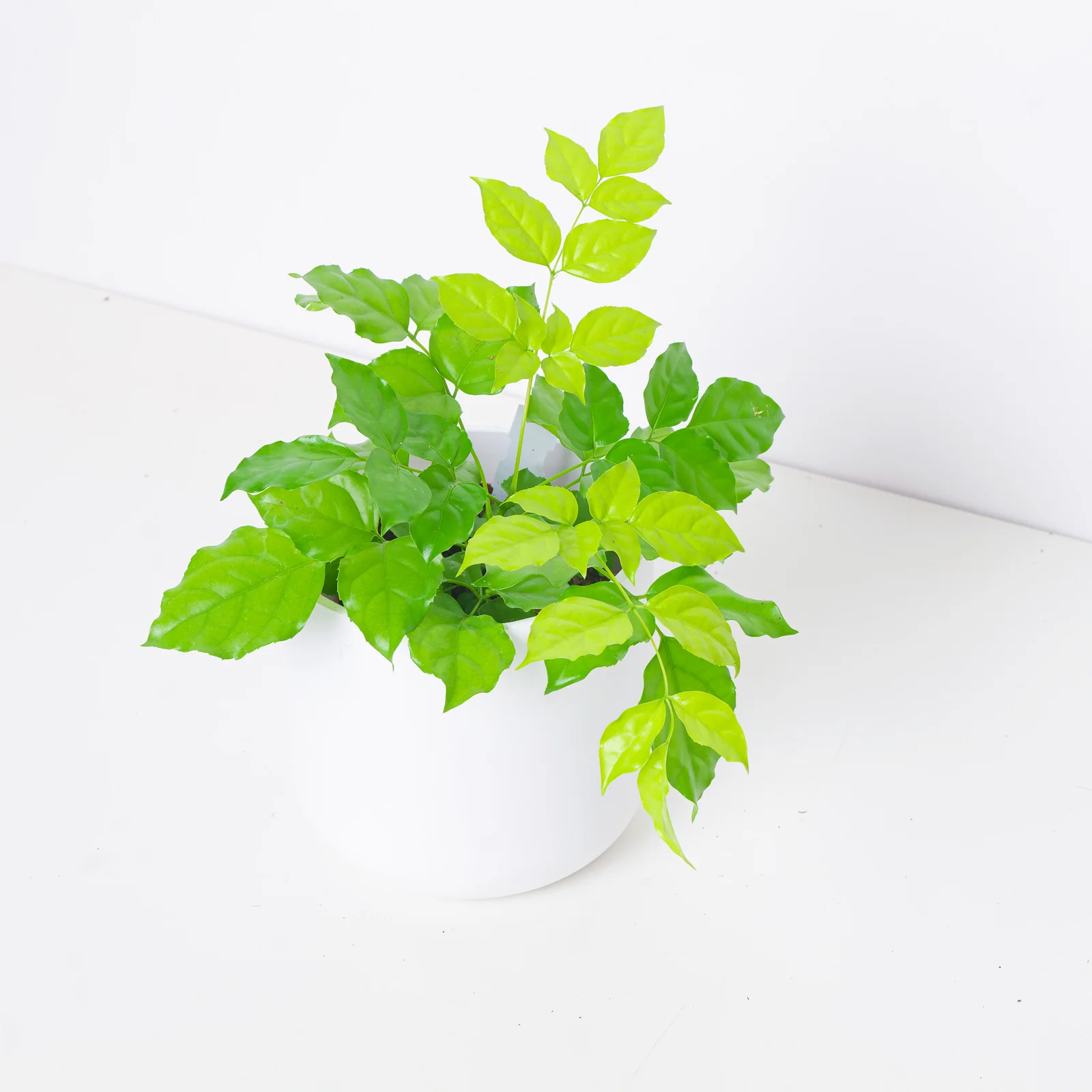 Radermachera Sinica 'Golden' | Golden China Doll Plant