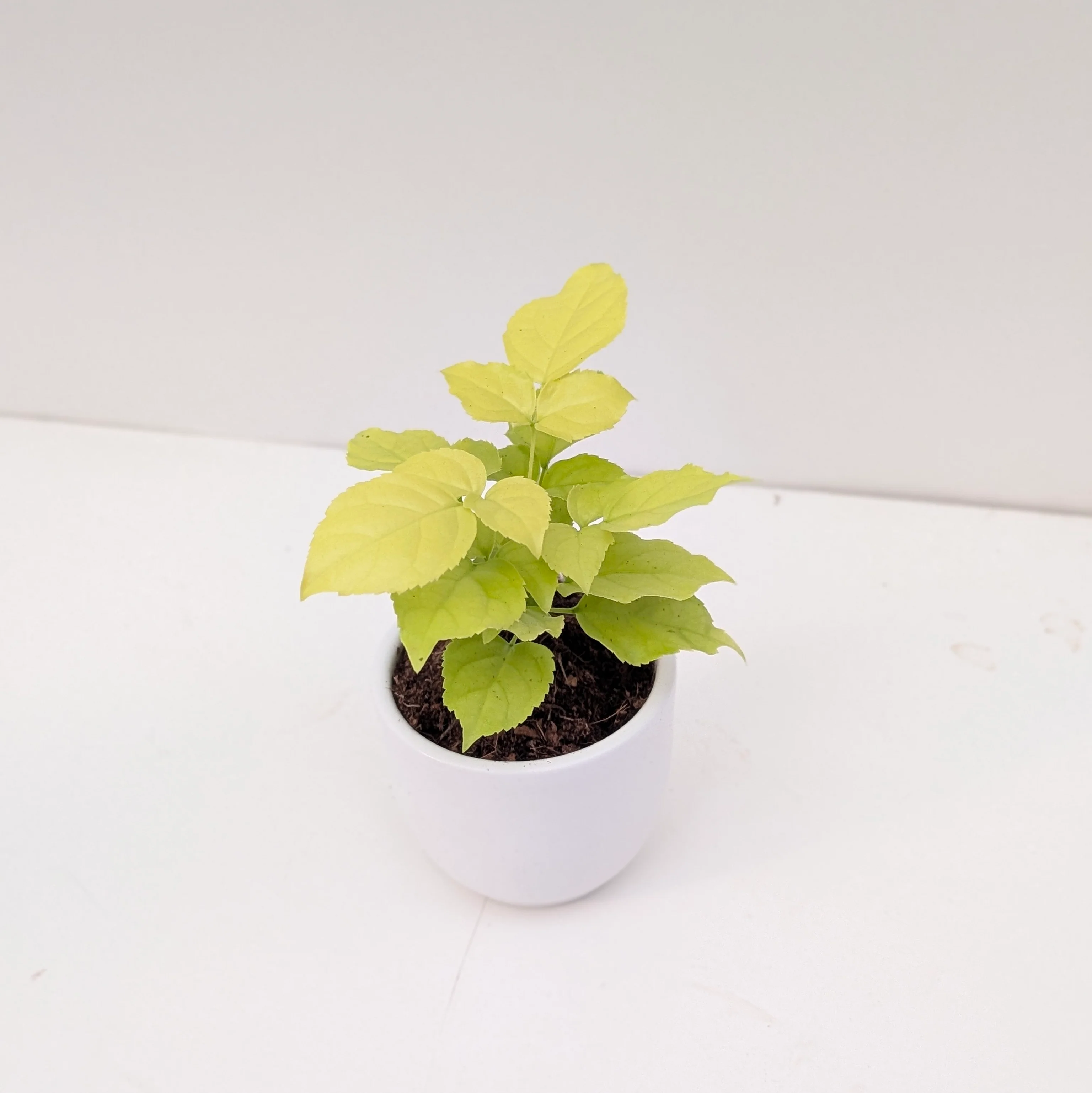 Radermachera Sinica 'Golden' | Golden China Doll Plant - Image 2