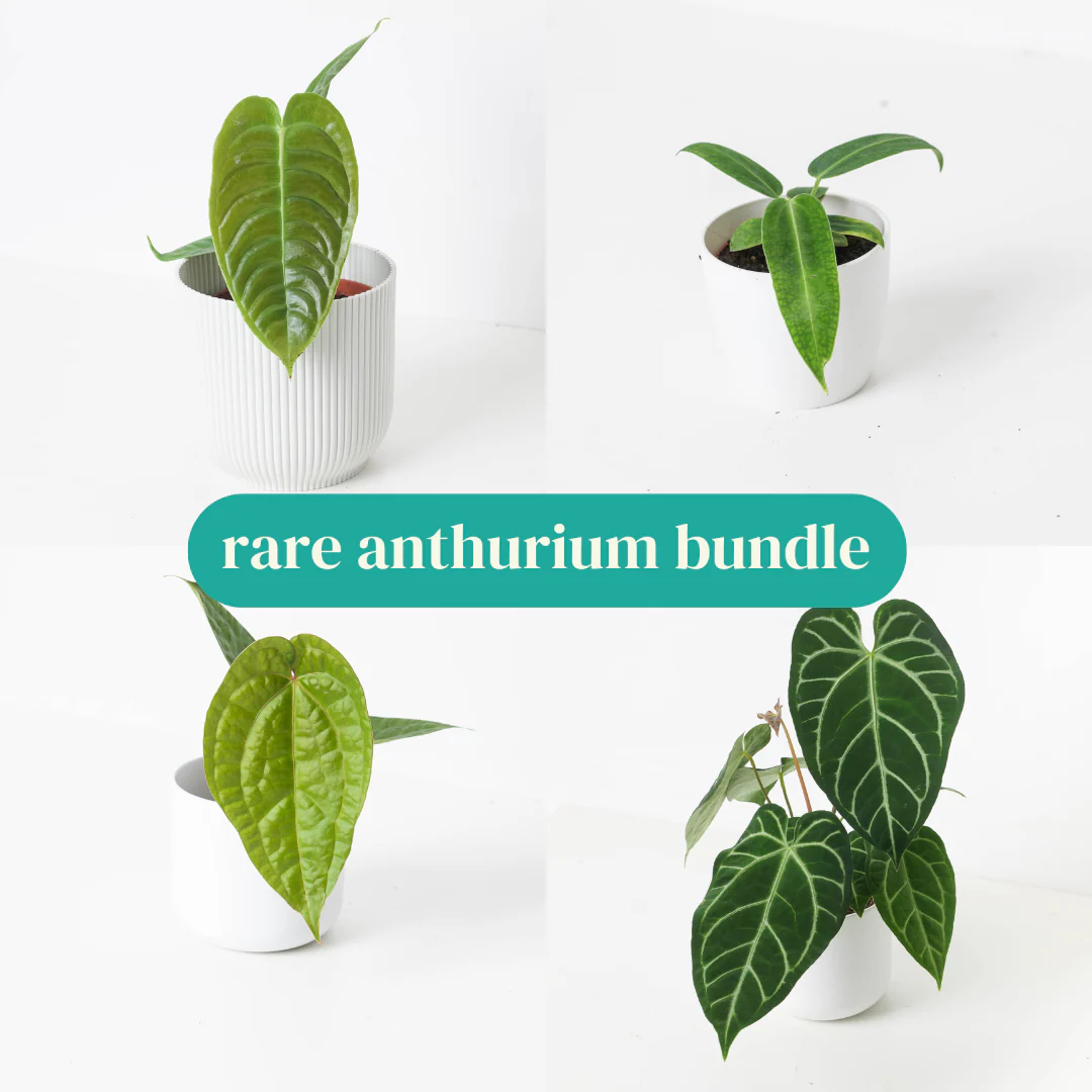 Rare Anthurium Bundle