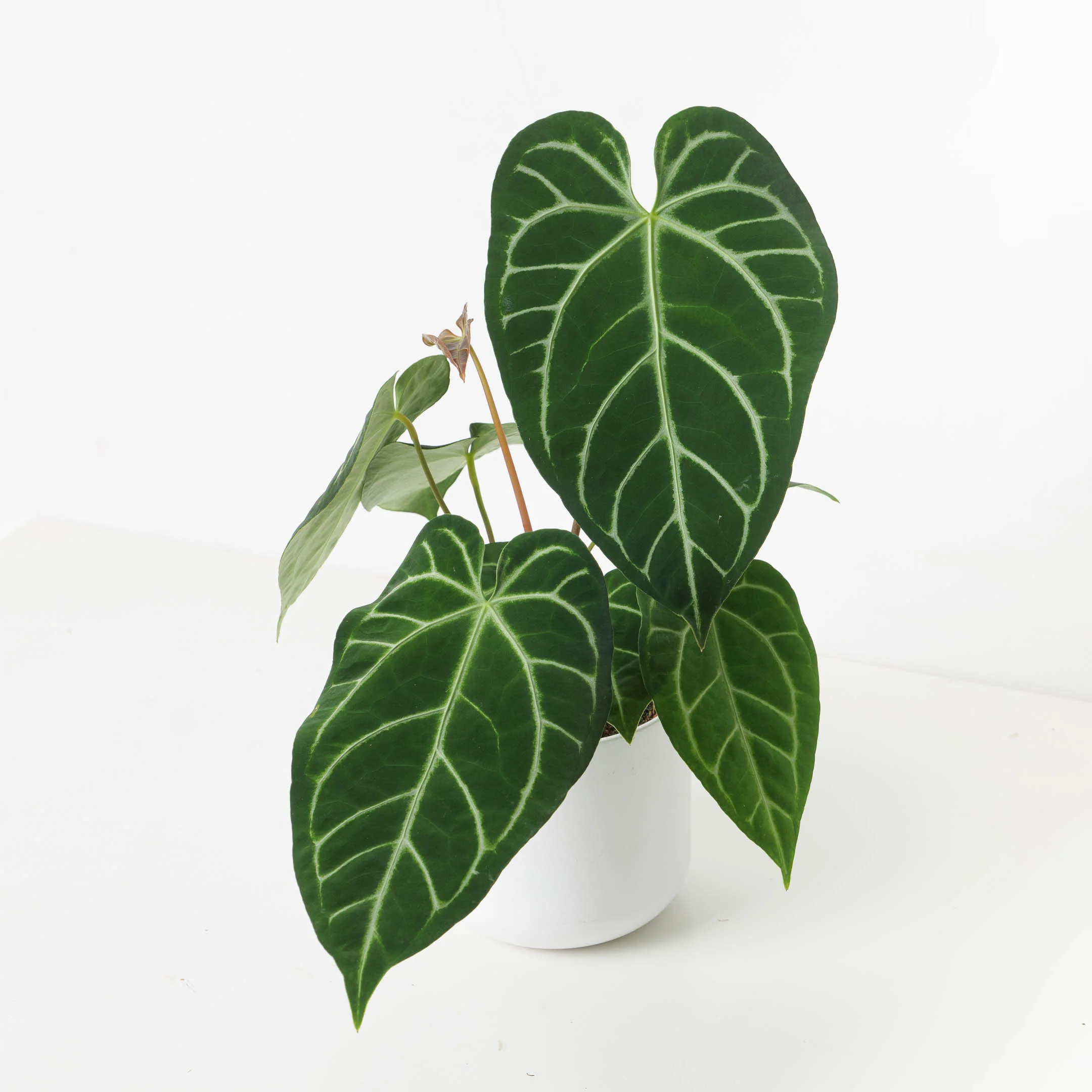 Rare Anthurium Bundle - Image 2