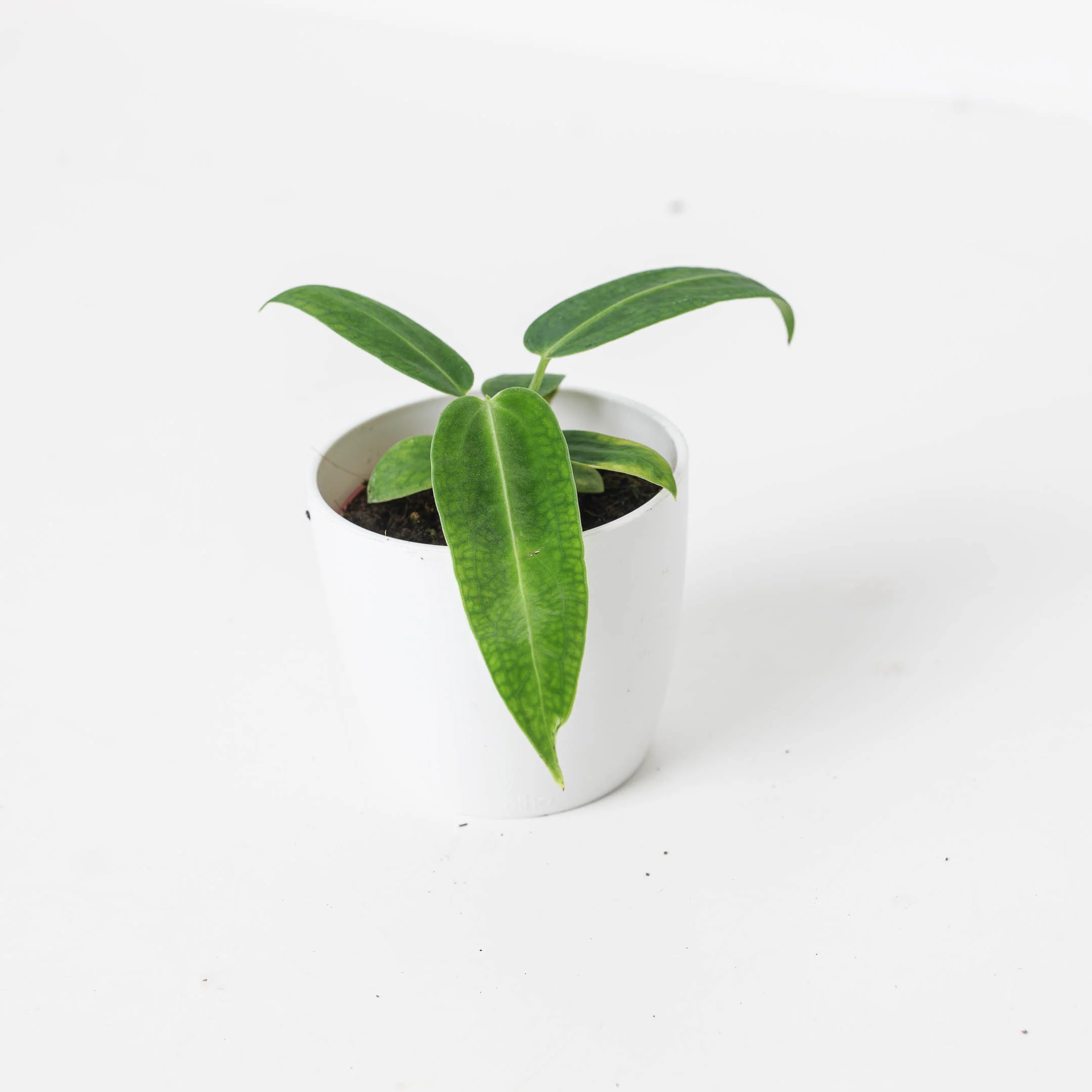 Rare Anthurium Bundle - Image 3