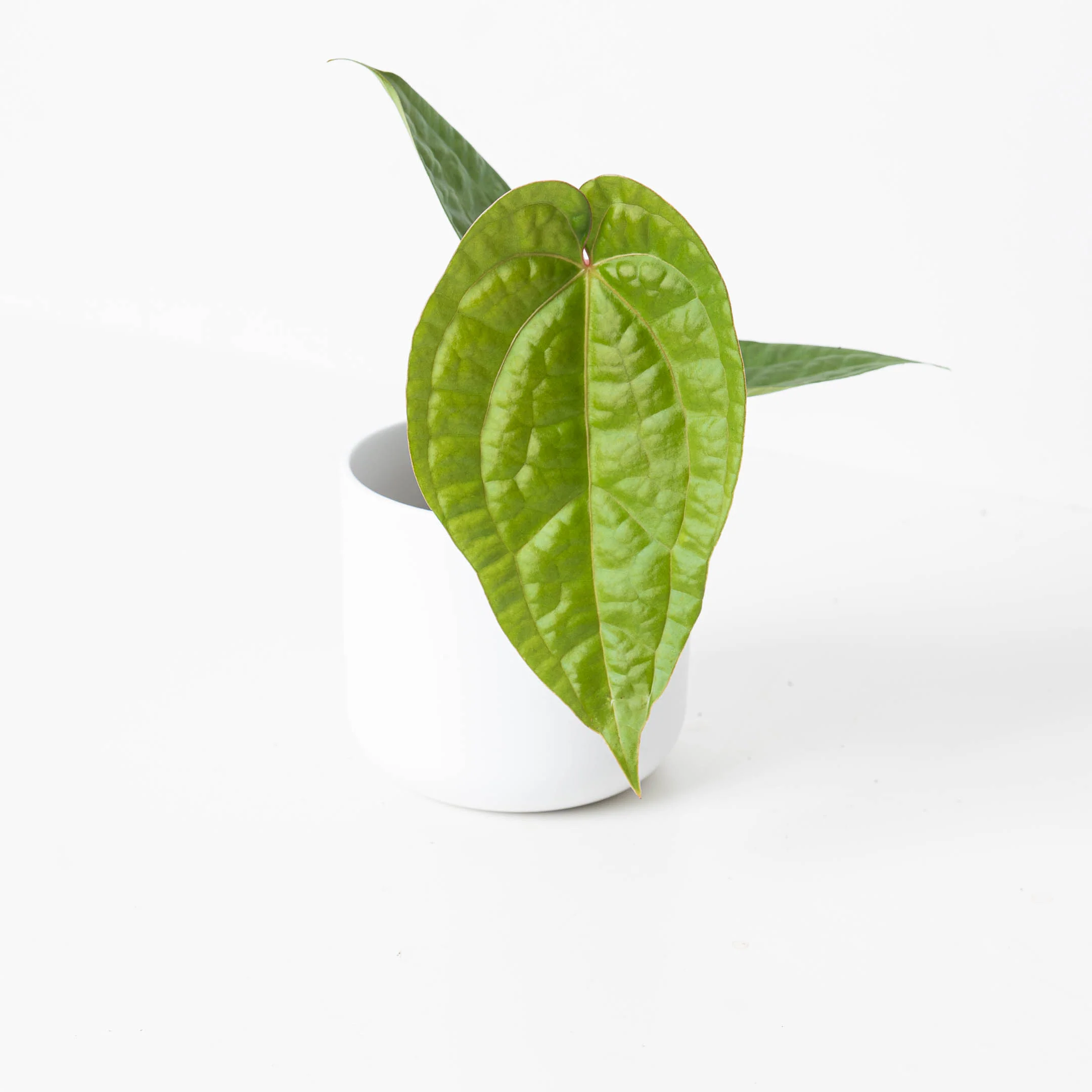 Rare Anthurium Bundle - Image 4