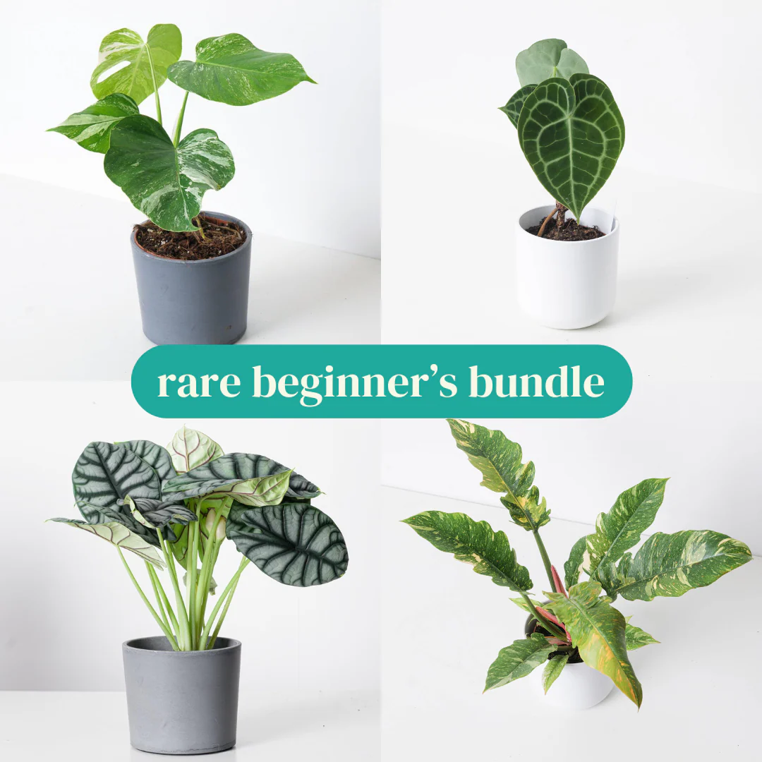 Rare Beginner's Bundle