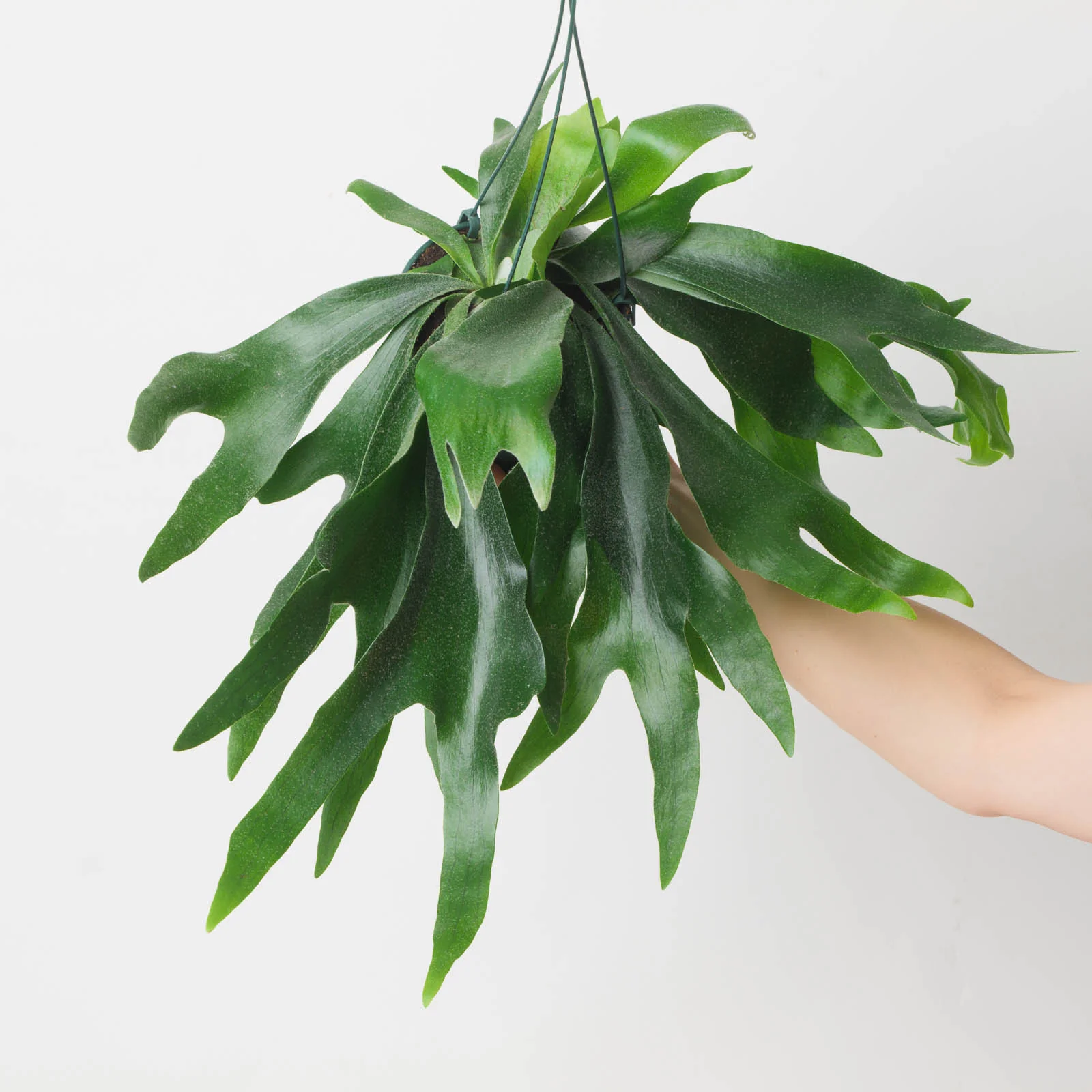 Rare & Pet-Friendly Hanging Bundle - Image 3