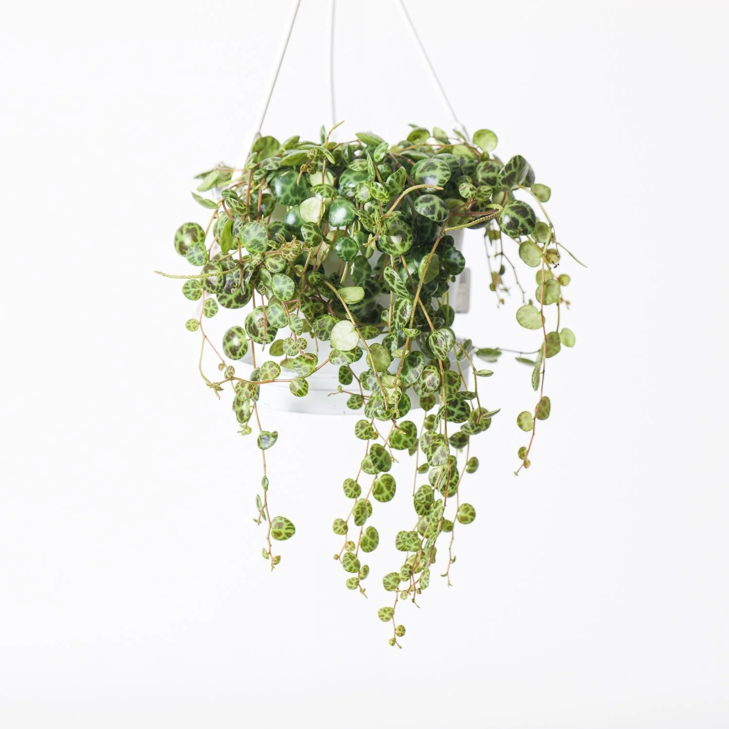 Rare & Pet-Friendly Hanging Bundle - Image 5