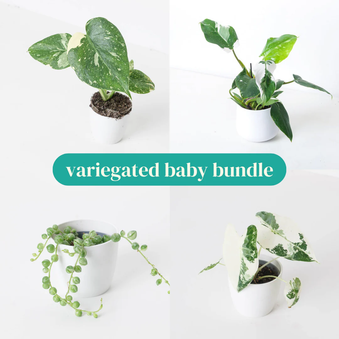 Variegated Baby Bundle