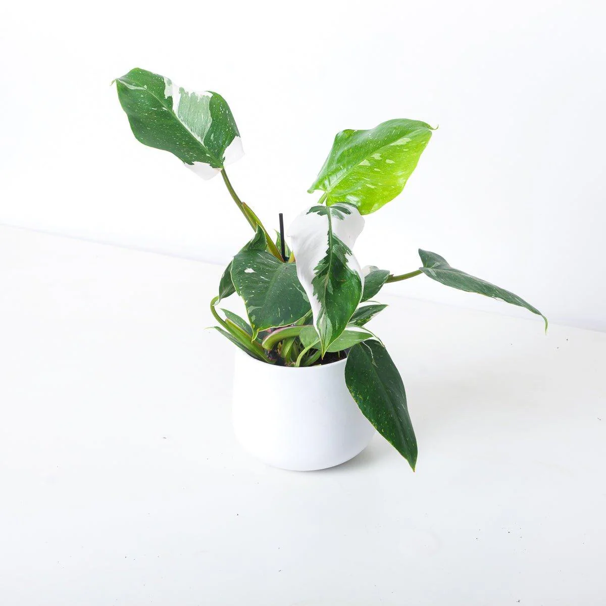 Variegated Baby Bundle - Image 4