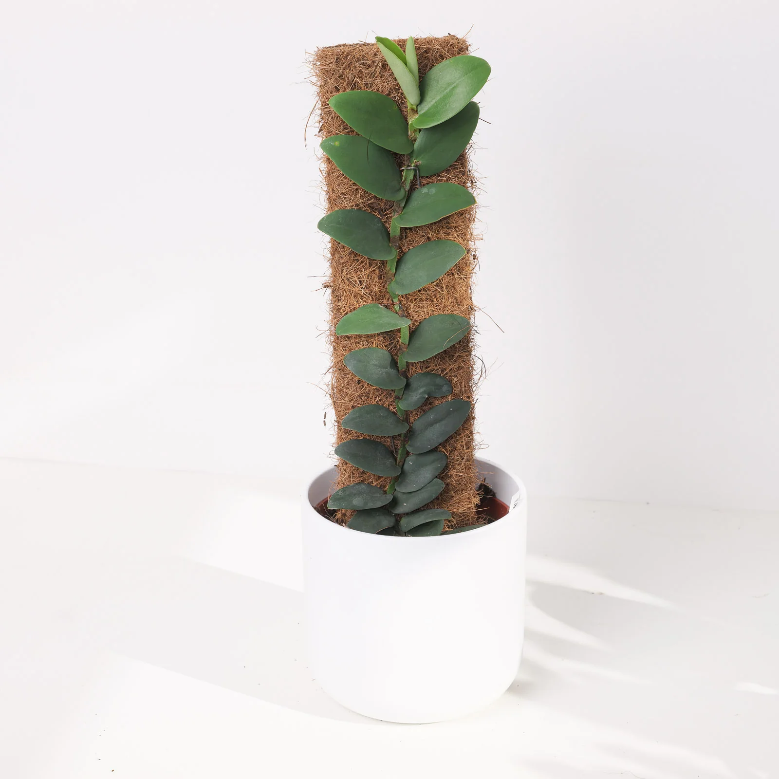 Rhaphidophora elliptifolia