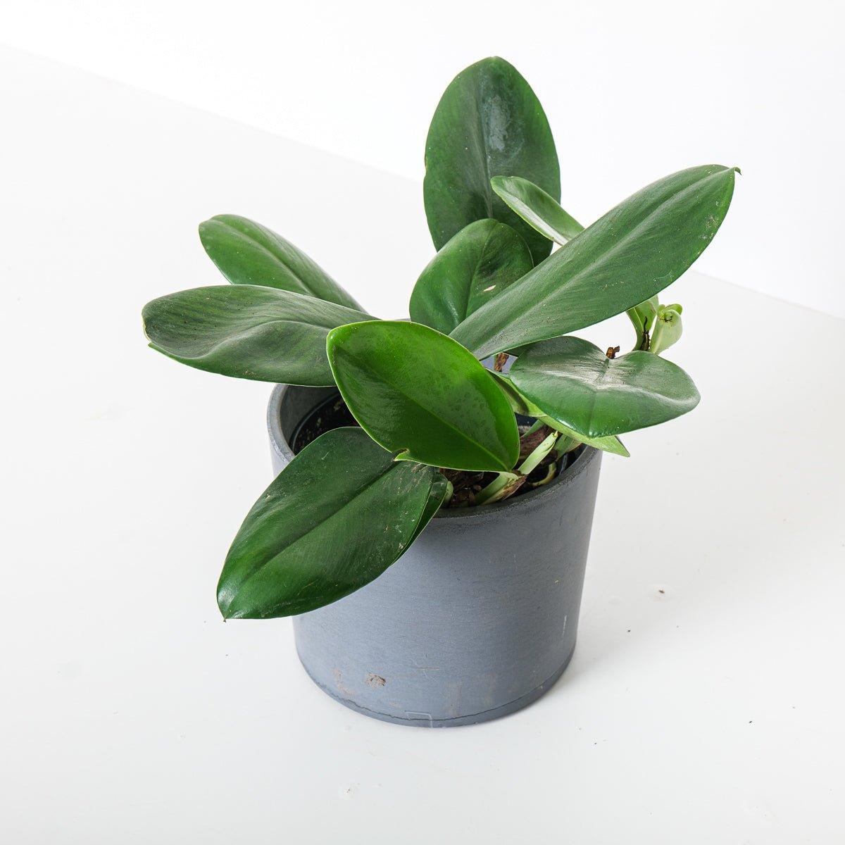 Rhaphidophora Hongkongensis