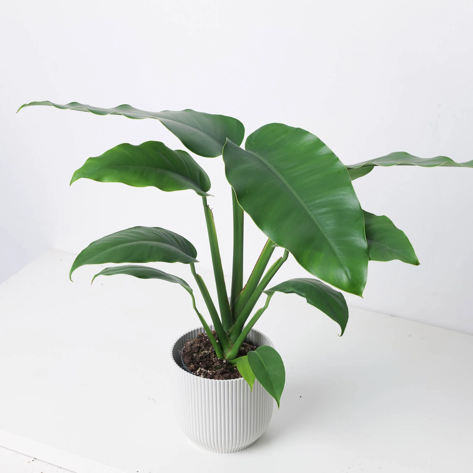 Epipremnum giganetium