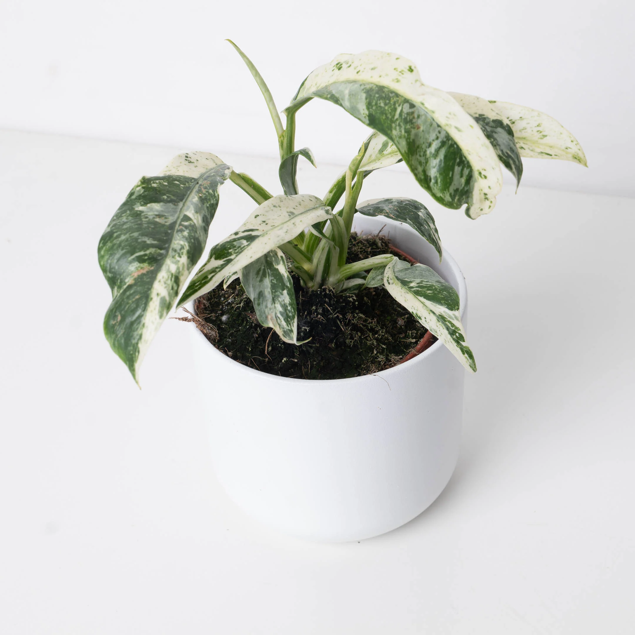Rhaphidophora puberula Variegated