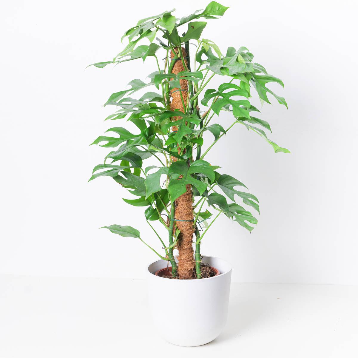 Rhaphidophora Tetrasperma | Mini Monstera Compacta