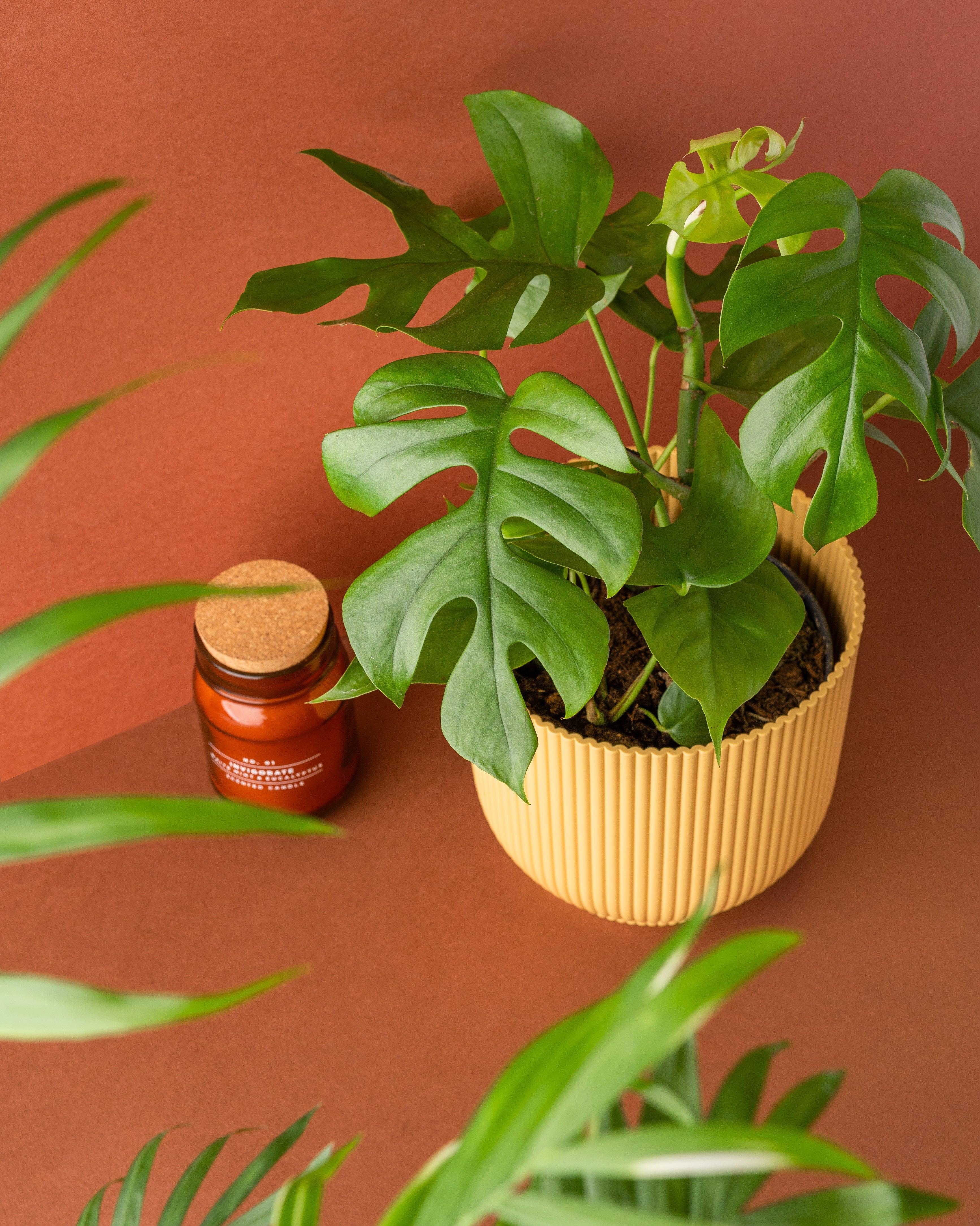 Rhaphidophora Tetrasperma | Mini Monstera Compacta - Image 2