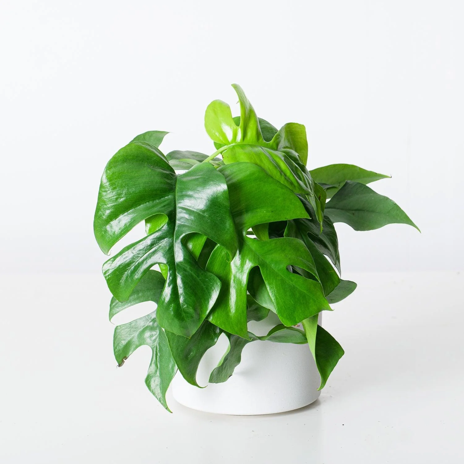 Rhaphidophora Tetrasperma | Mini Monstera Compacta - Image 3