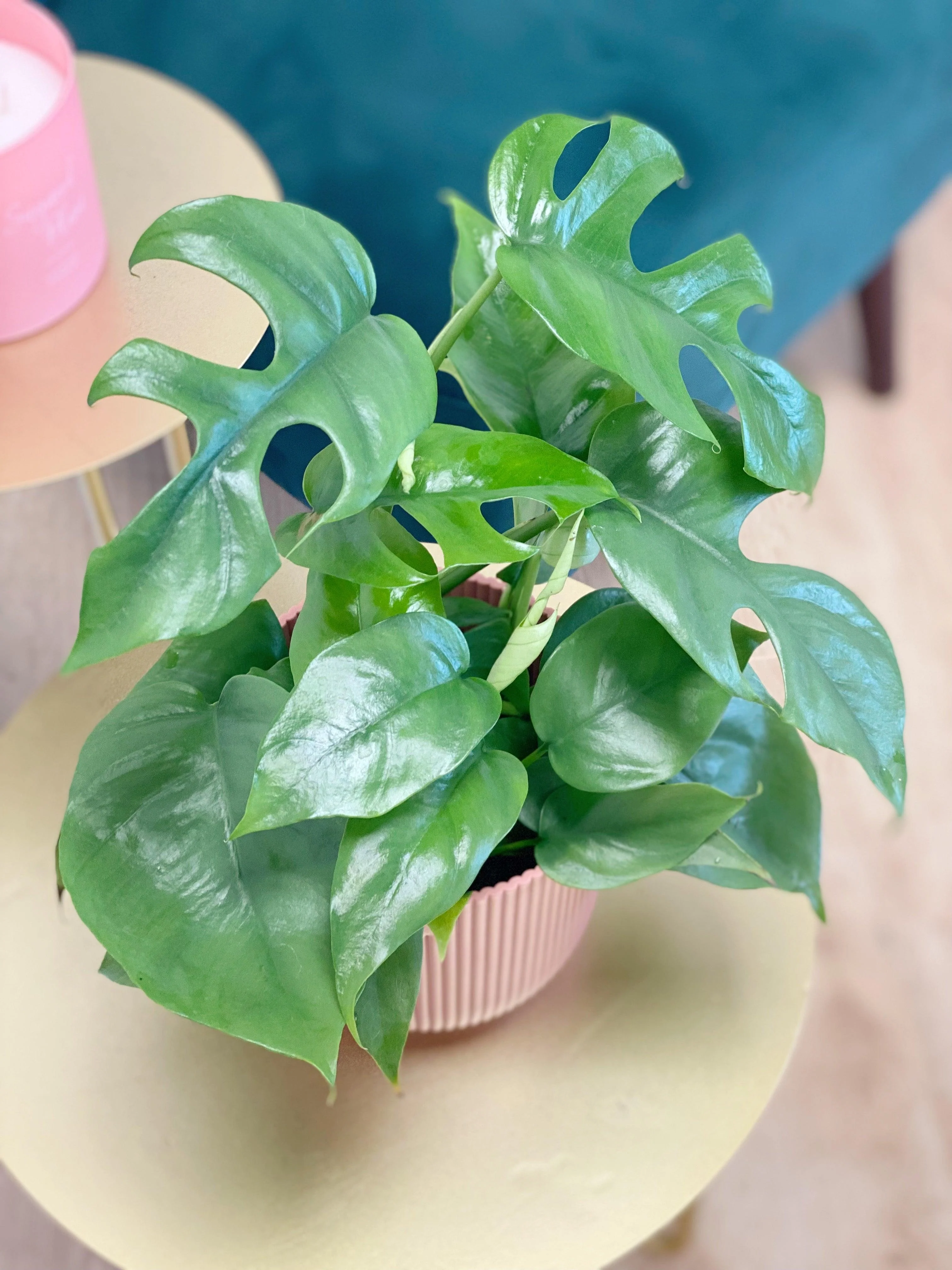 Rhaphidophora Tetrasperma | Mini Monstera Compacta - Image 4