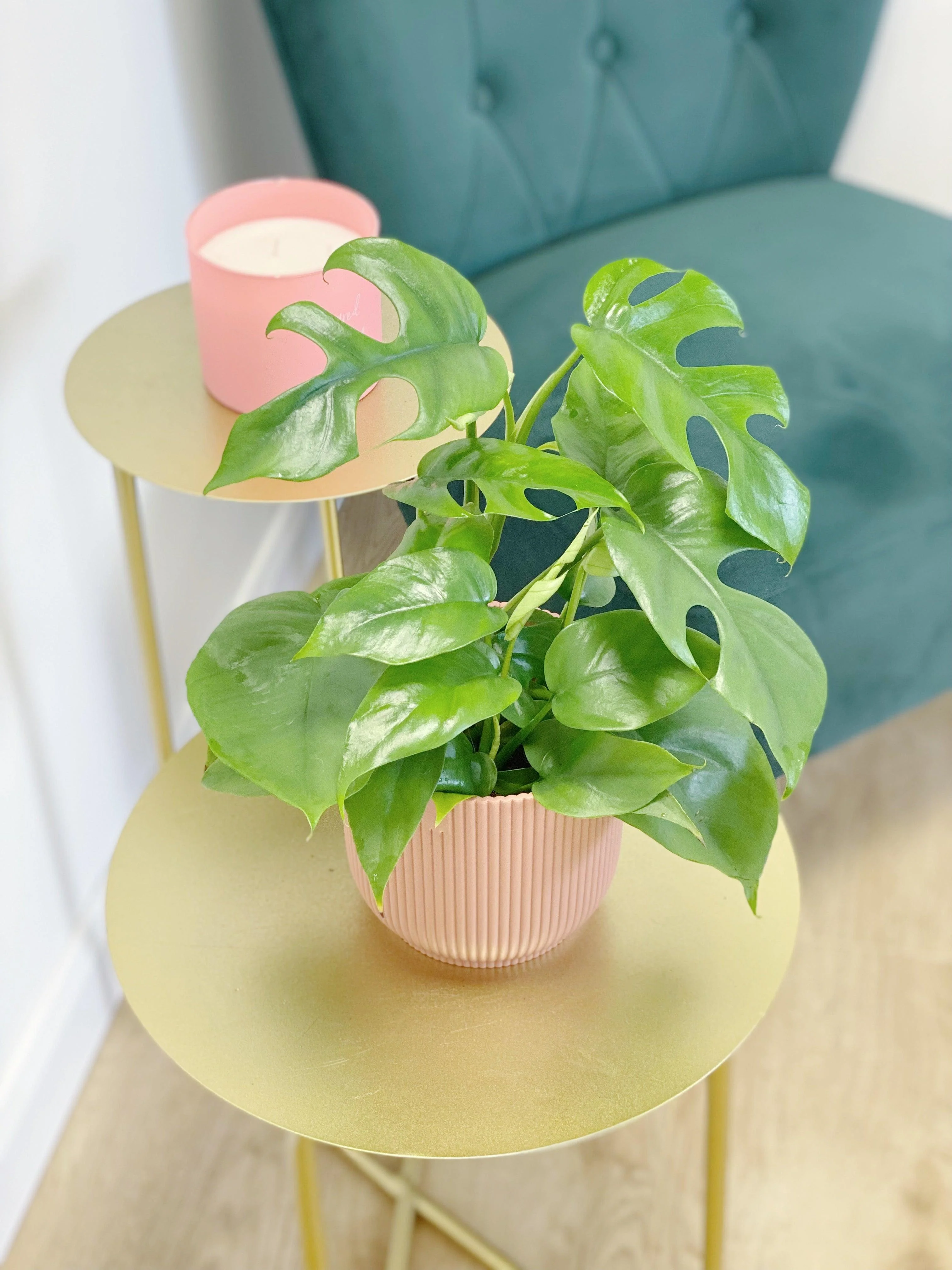 Rhaphidophora Tetrasperma | Mini Monstera Compacta - Image 5