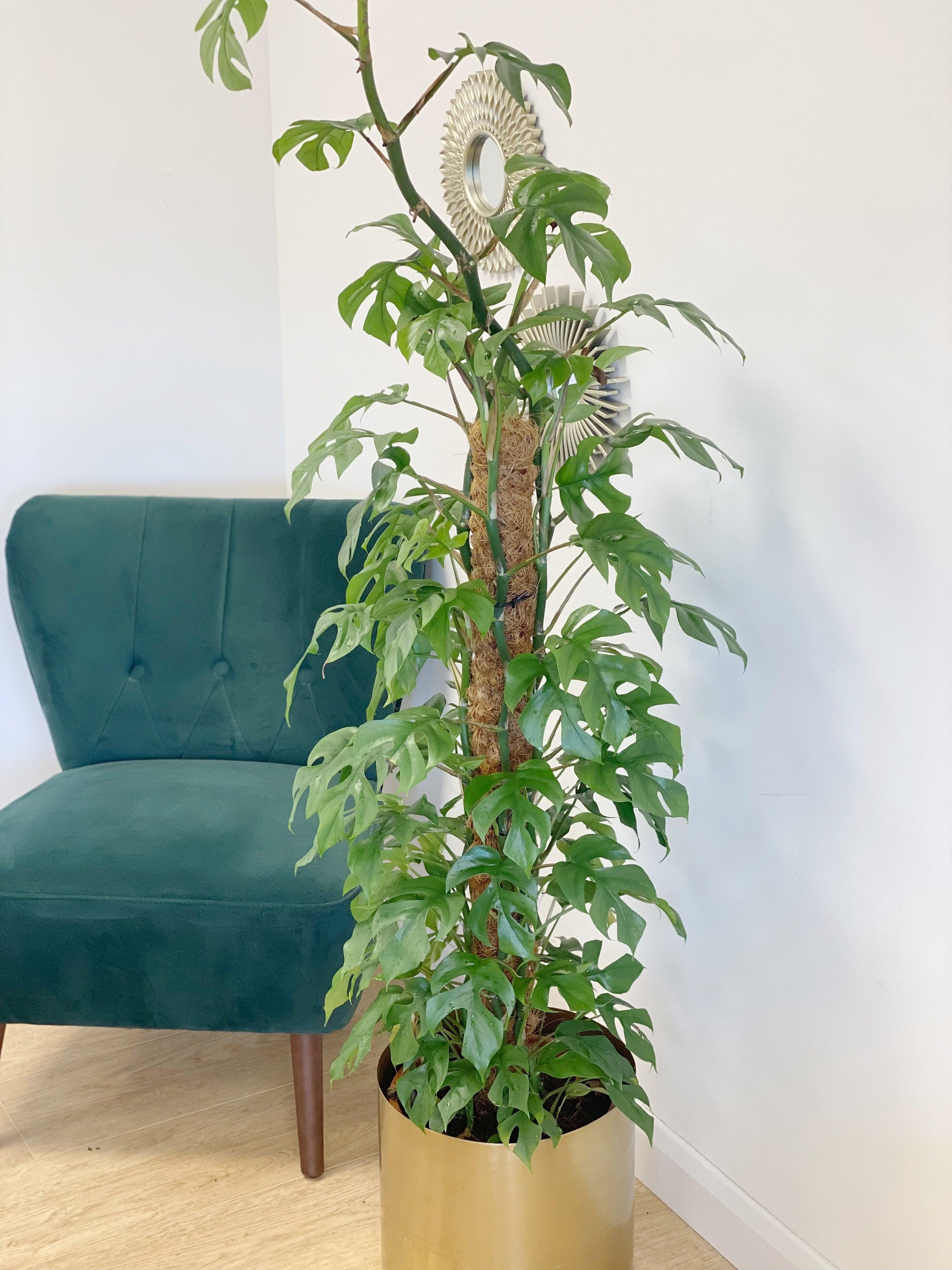 Rhaphidophora Tetrasperma | Mini Monstera Compacta - Image 6