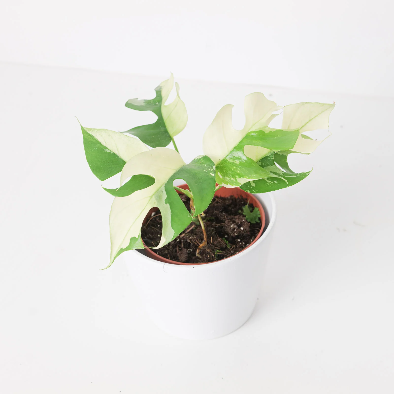 Rhaphidophora tetrasperma 'Variegated'