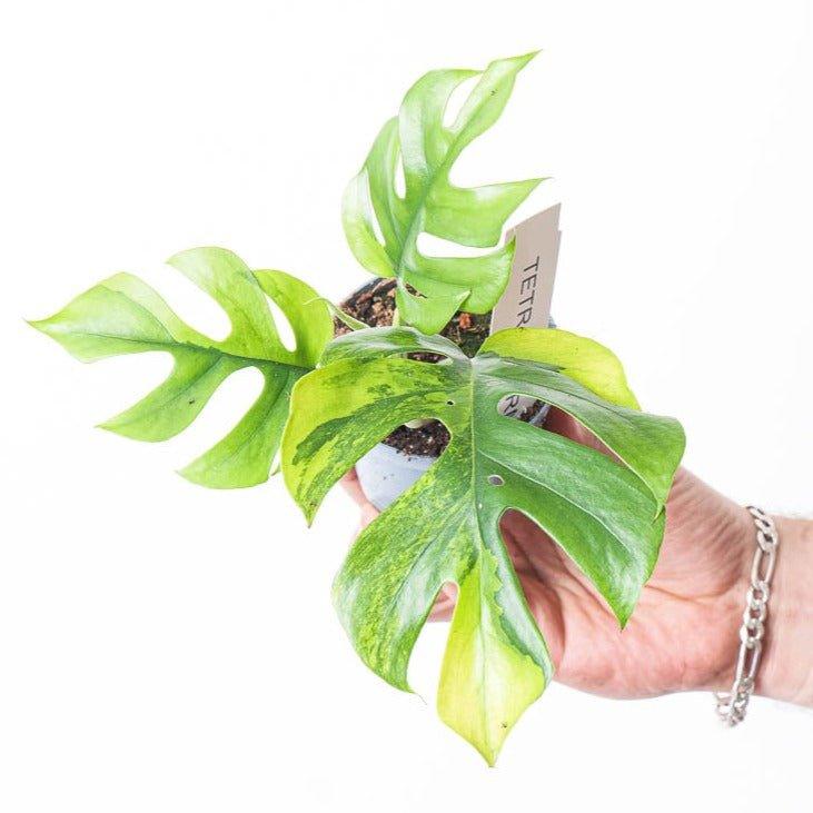 Rhaphidophora tetrasperma 'Variegated' - Image 2