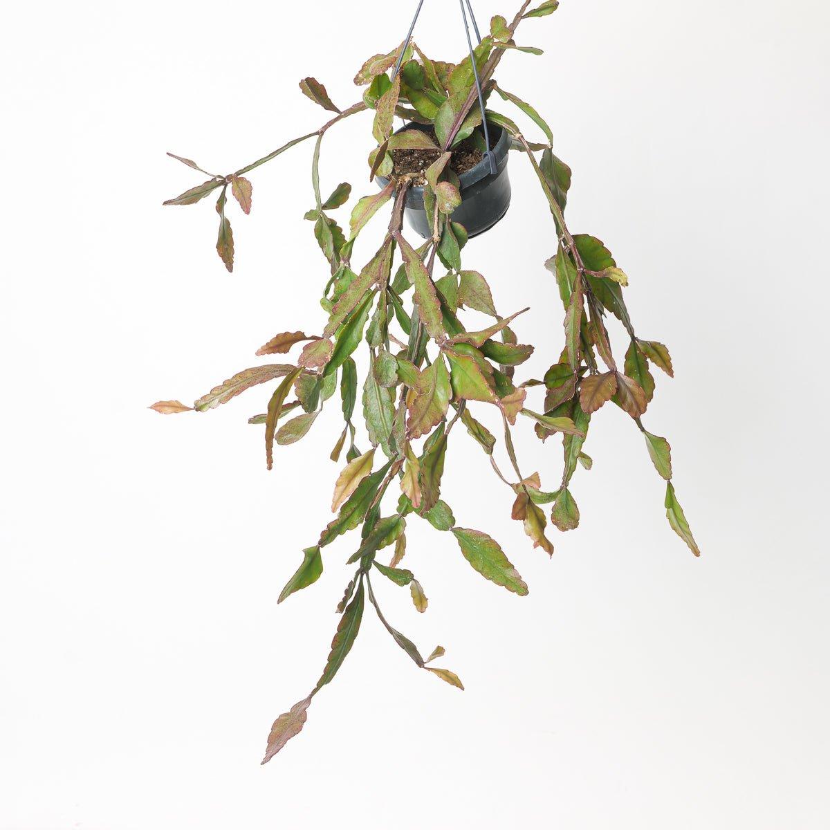 Rhipsalis elliptica