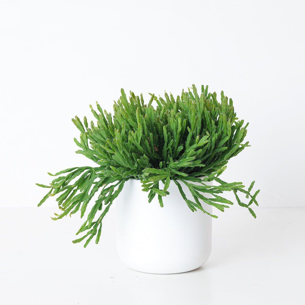 Rhipsalis ewaldiana