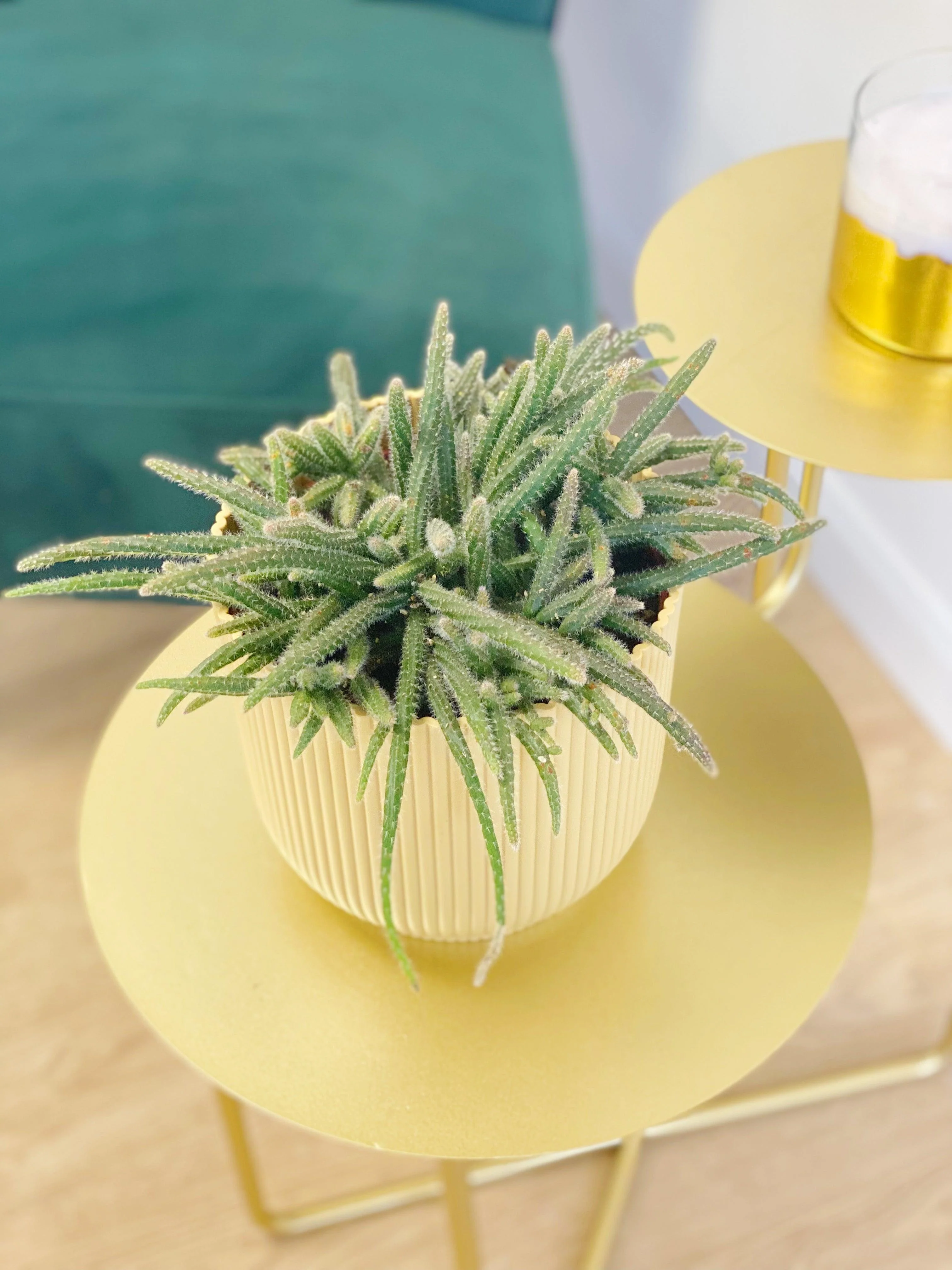 Rhipsalis Horrida