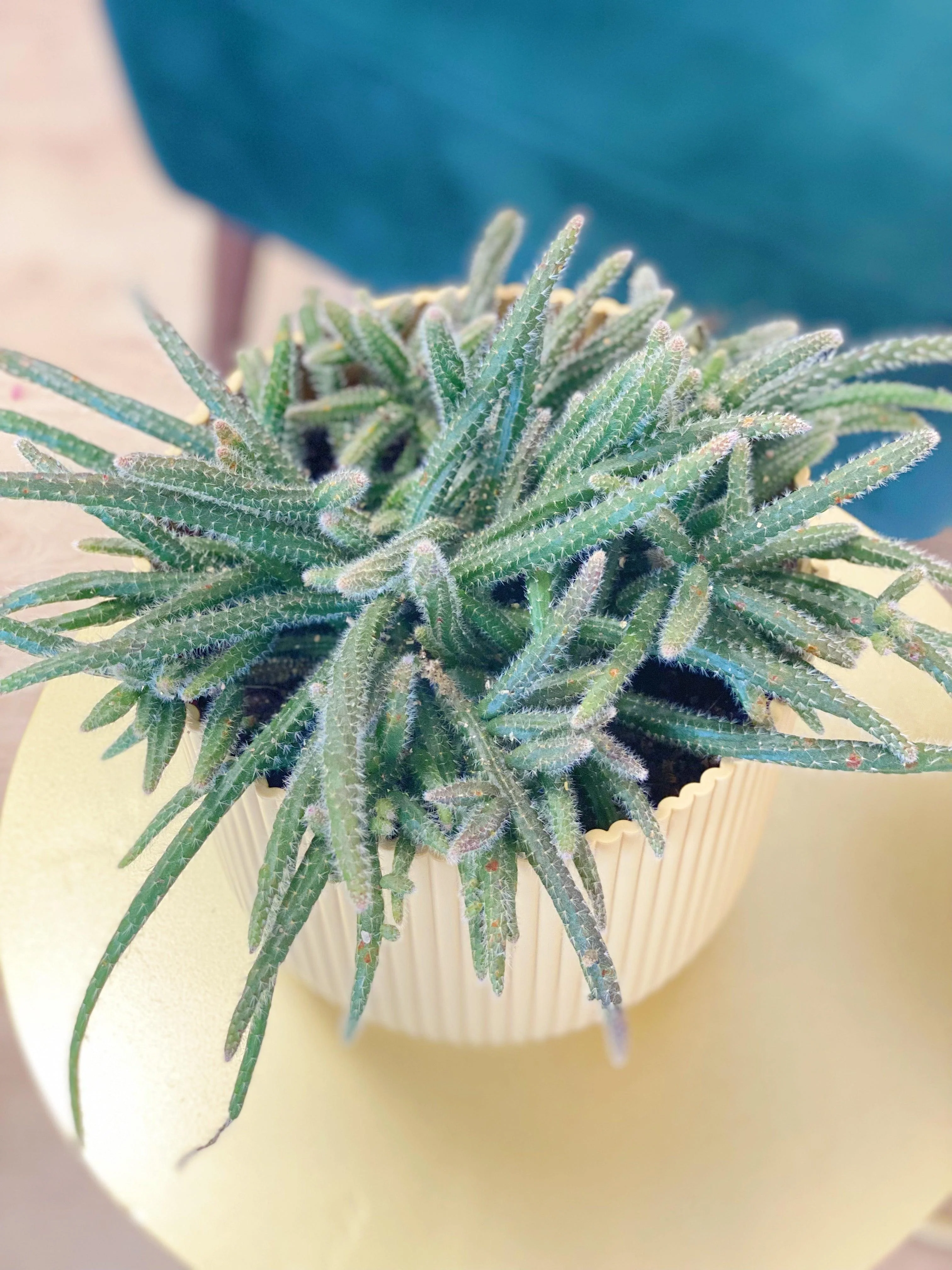 Rhipsalis Horrida - Image 2