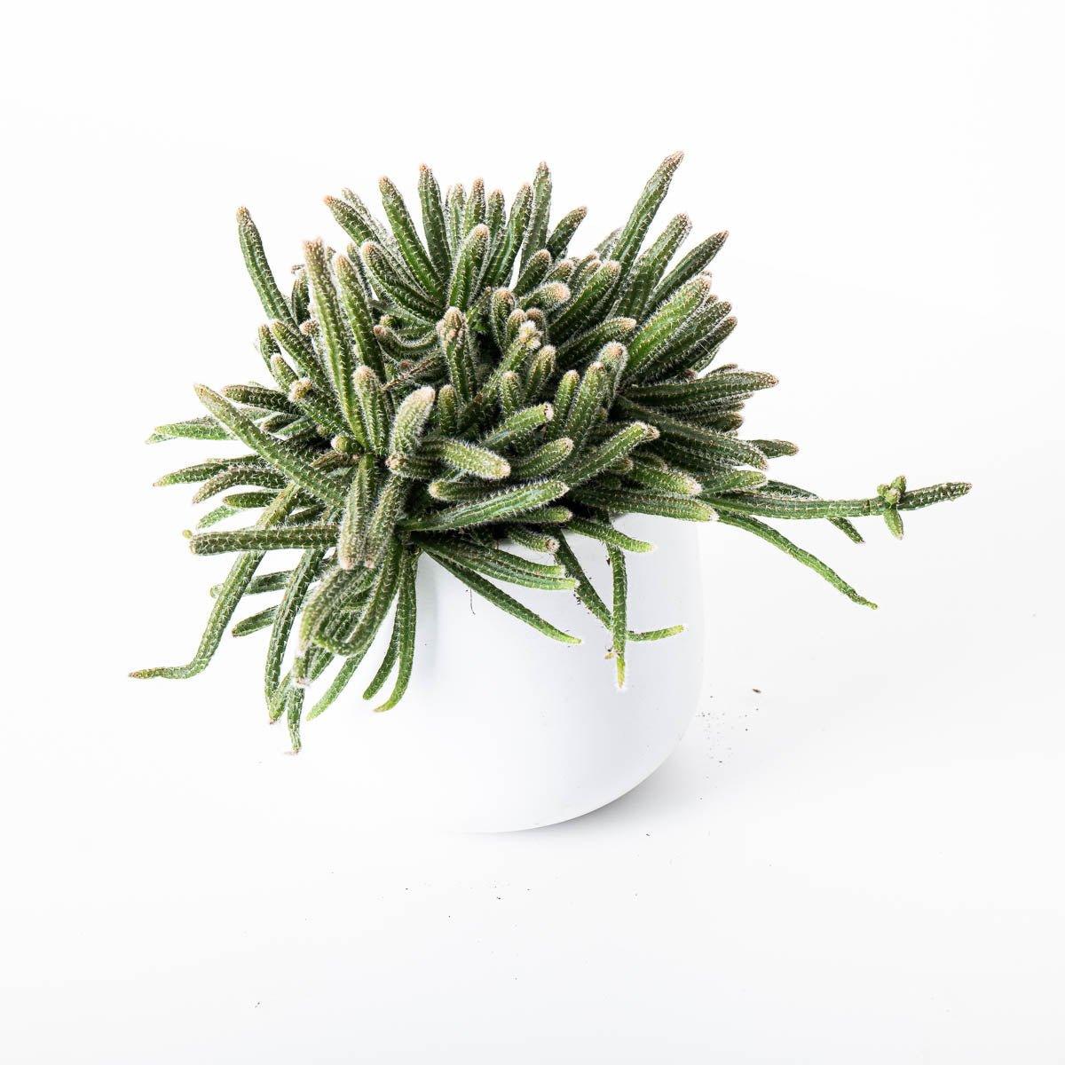 Rhipsalis Horrida - Image 3