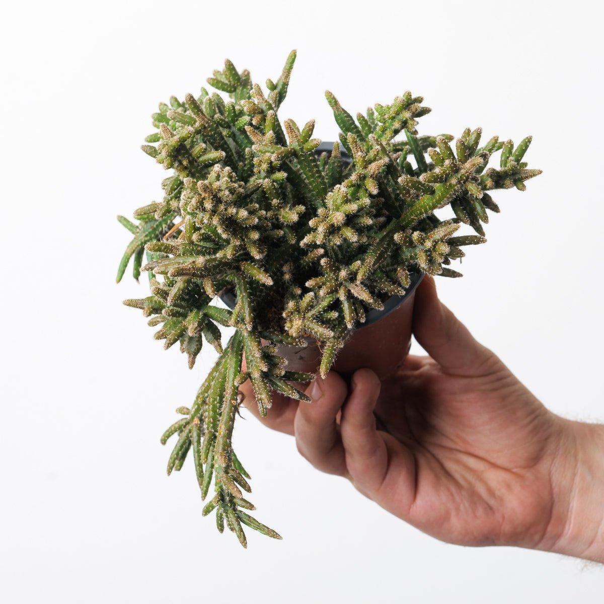Rhipsalis Horrida - Image 4
