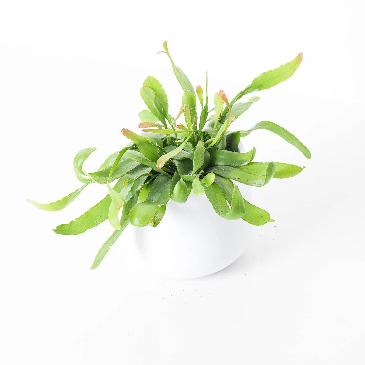 Rhipsalis Ramulosa Red Coral