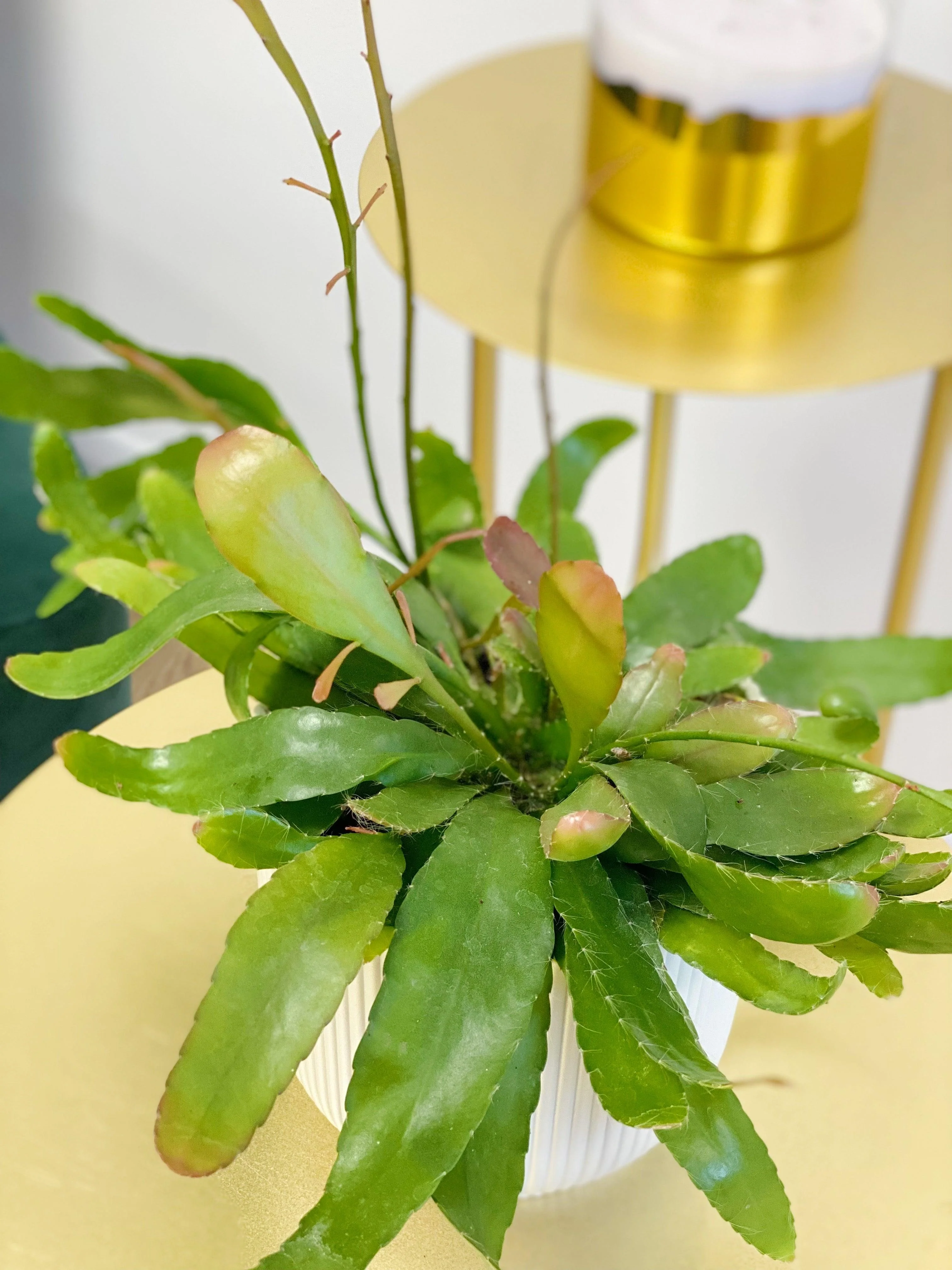 Rhipsalis Ramulosa Red Coral - Image 3