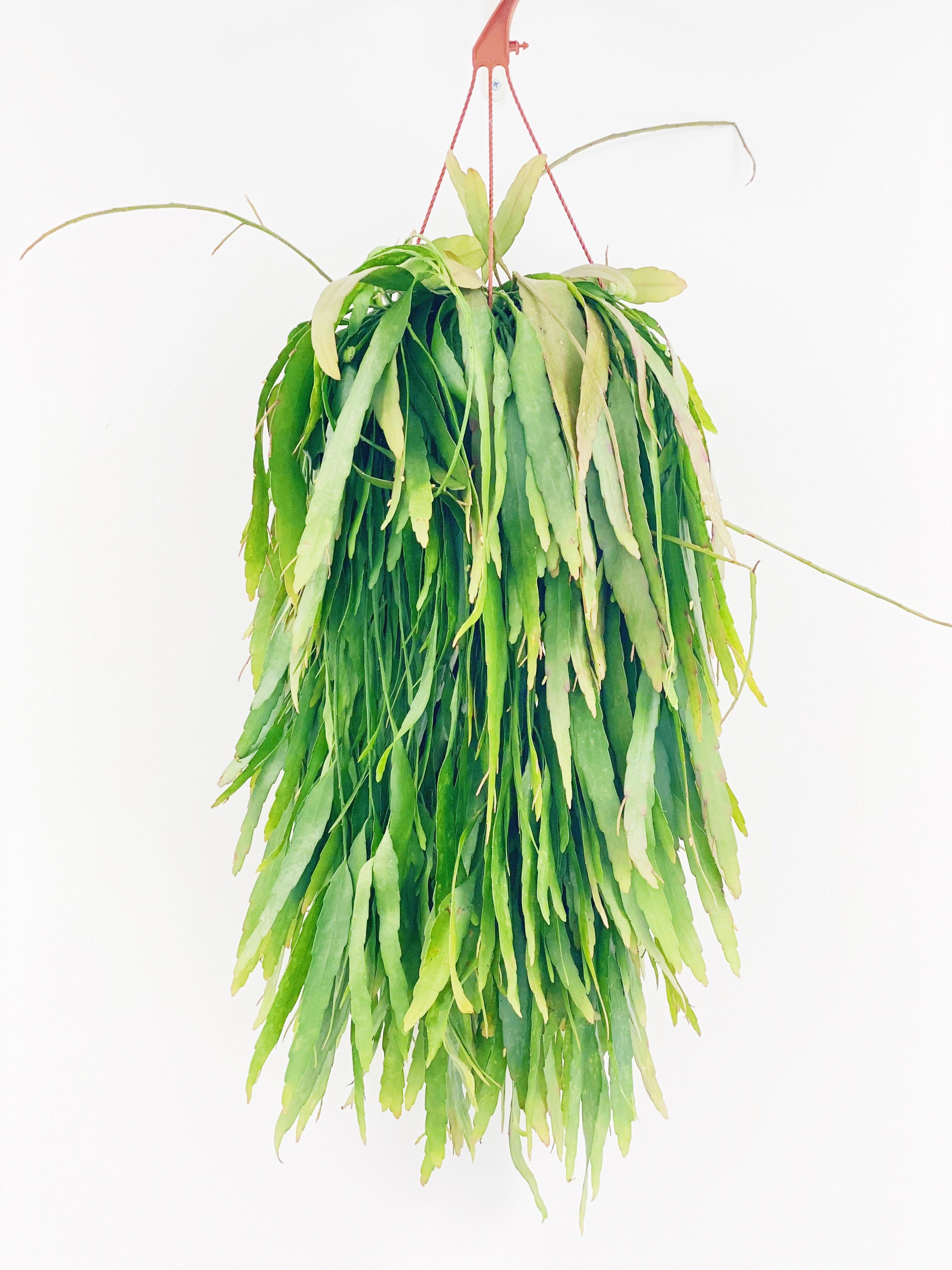 Rhipsalis Ramulosa Red Coral - Image 5
