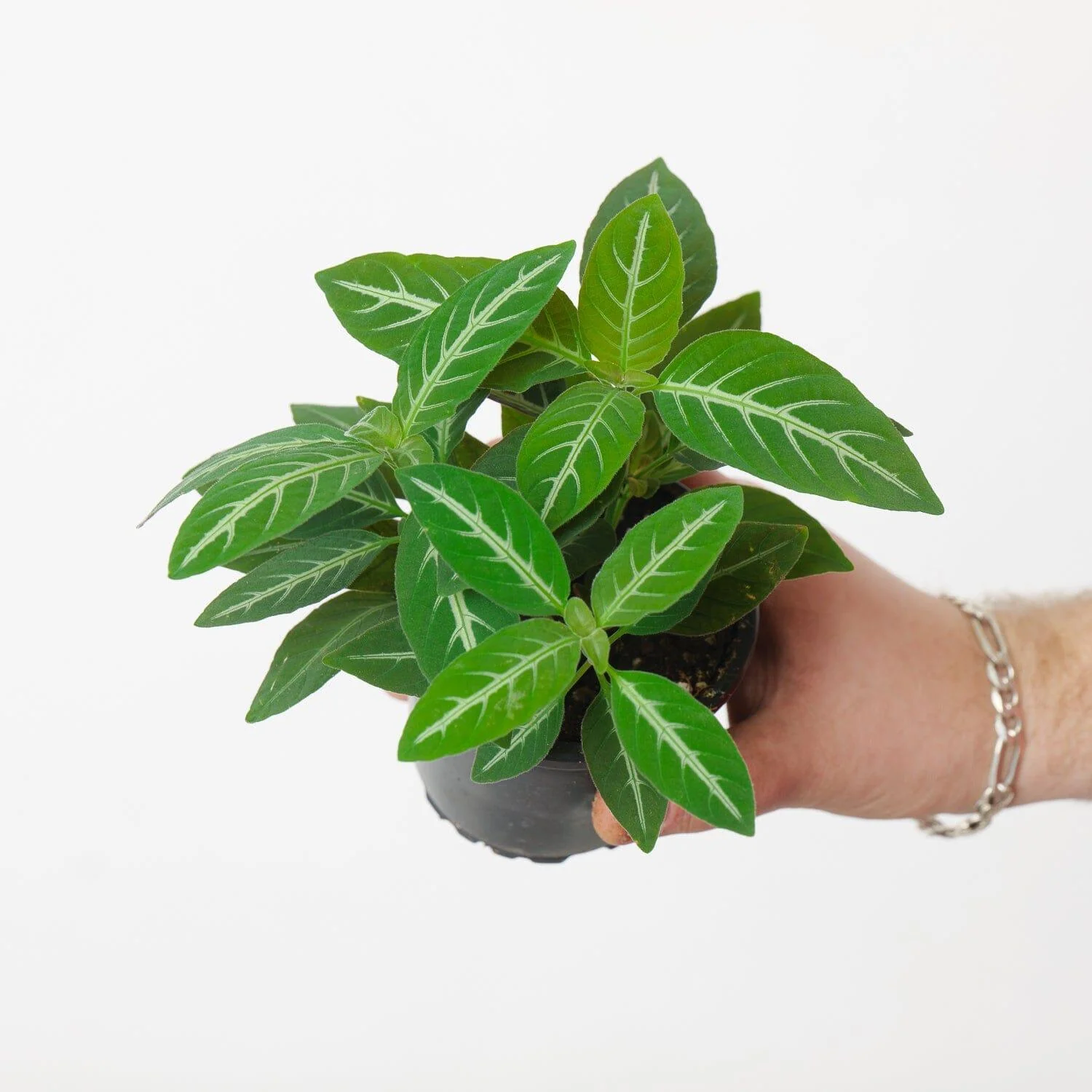 Ruellia Makoyana