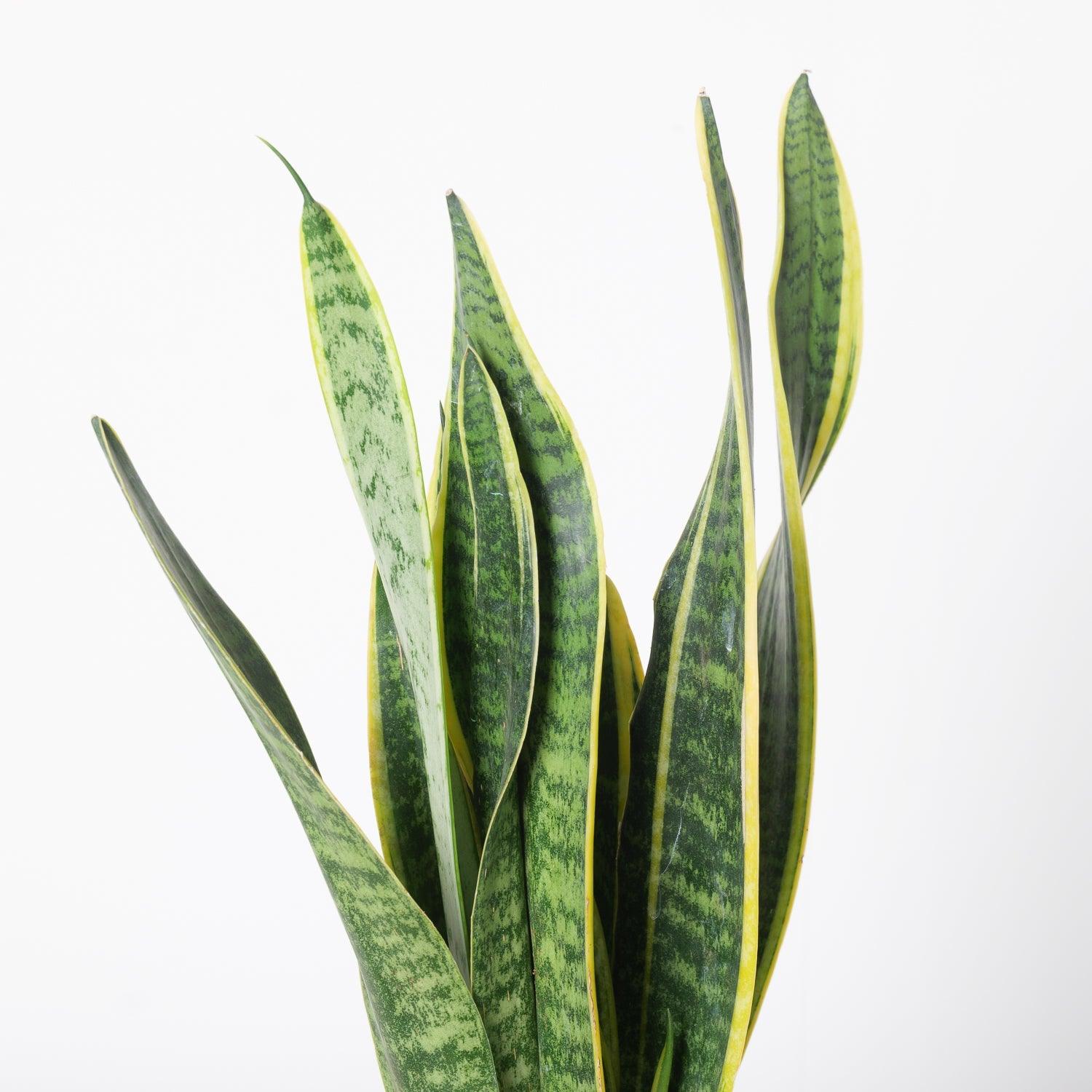 Sansevieria Trifasciata Laurentii - Image 3