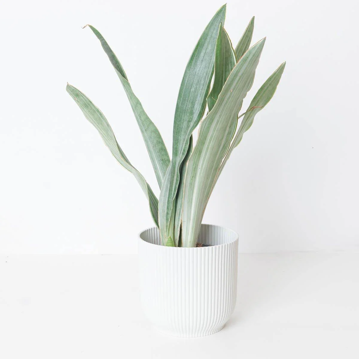 Sansevieria Trifasciata Metallica - Image 3