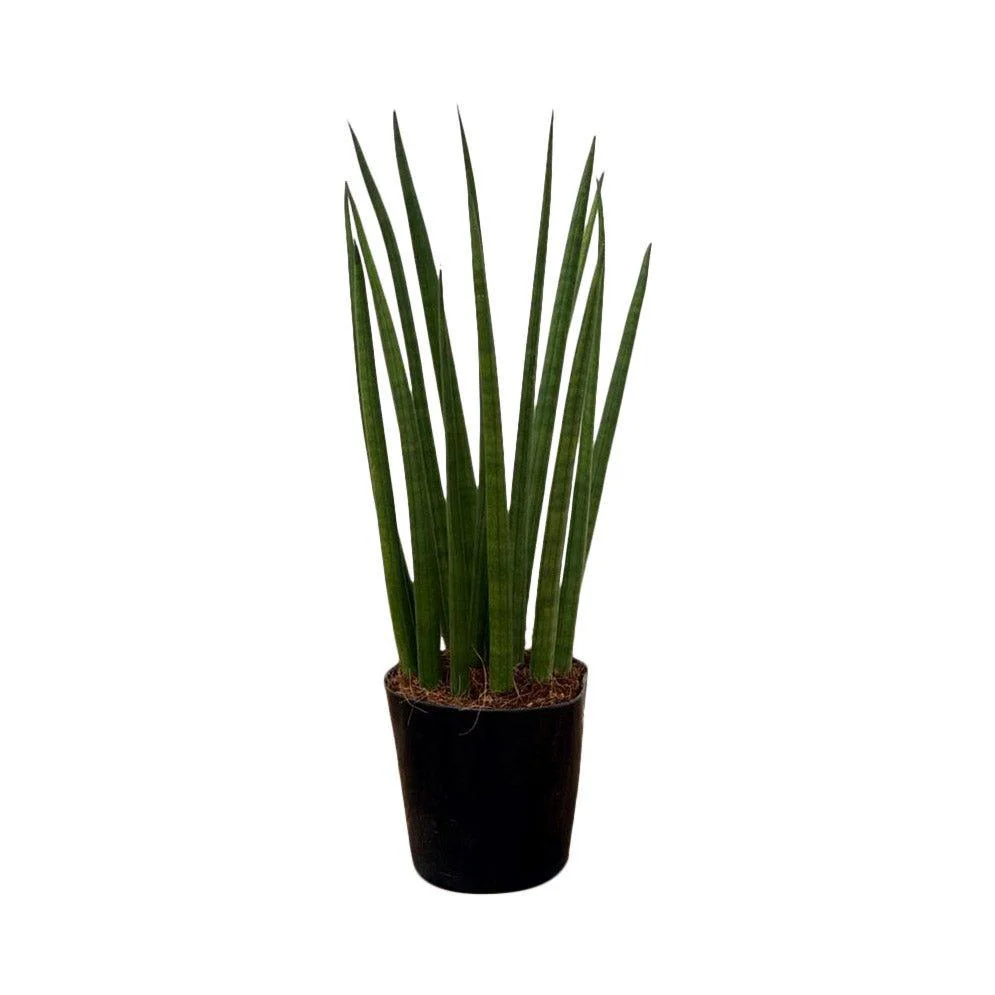 Sansevieria Bacularis Mikado | Snake Plant | 10cm Pot | Air Purifying Easy Care House Plant - Image 2