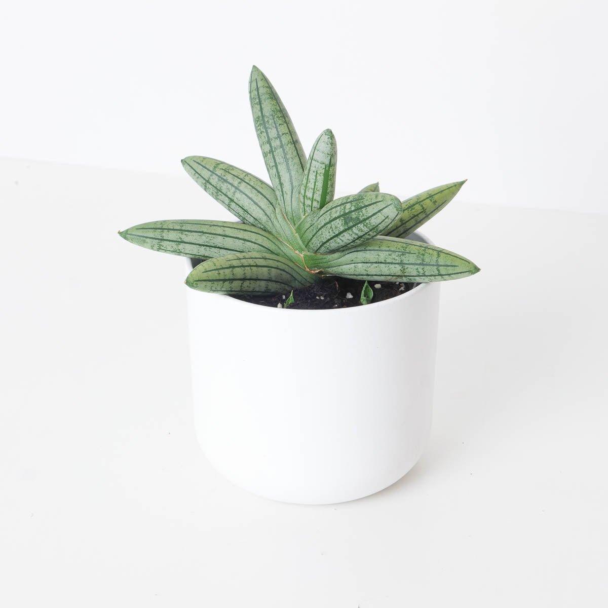 Sansevieria cylindrica 'Inti Glory'