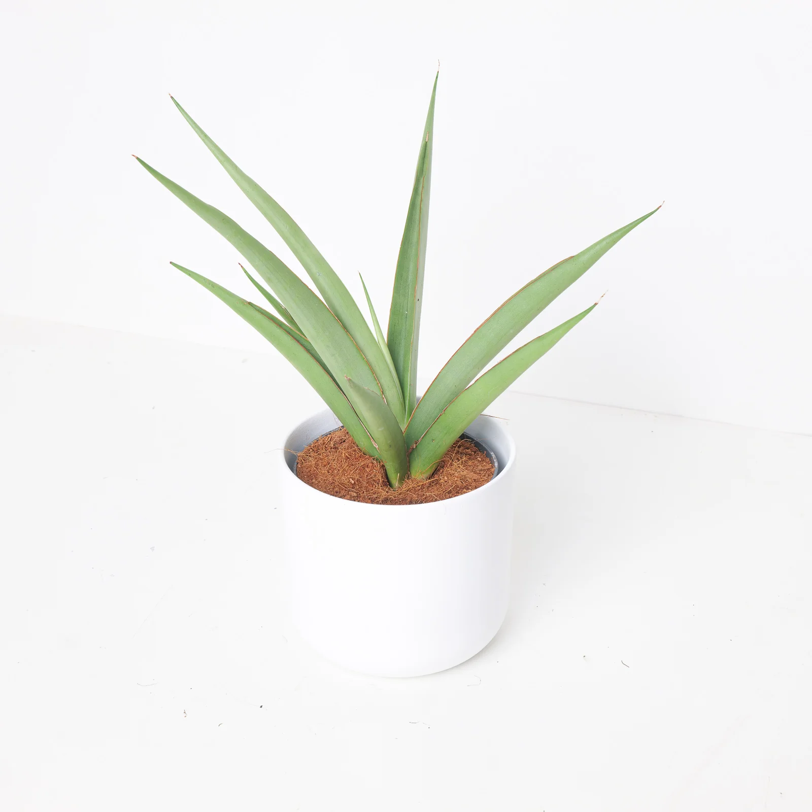 Sansevieria cylindrica 'Silver Syreni'