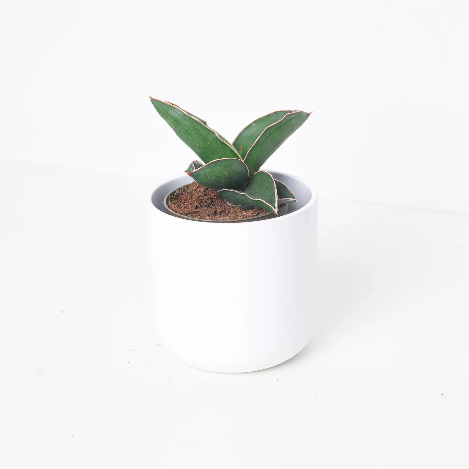 Sansevieria Ehrenbergii Samurai