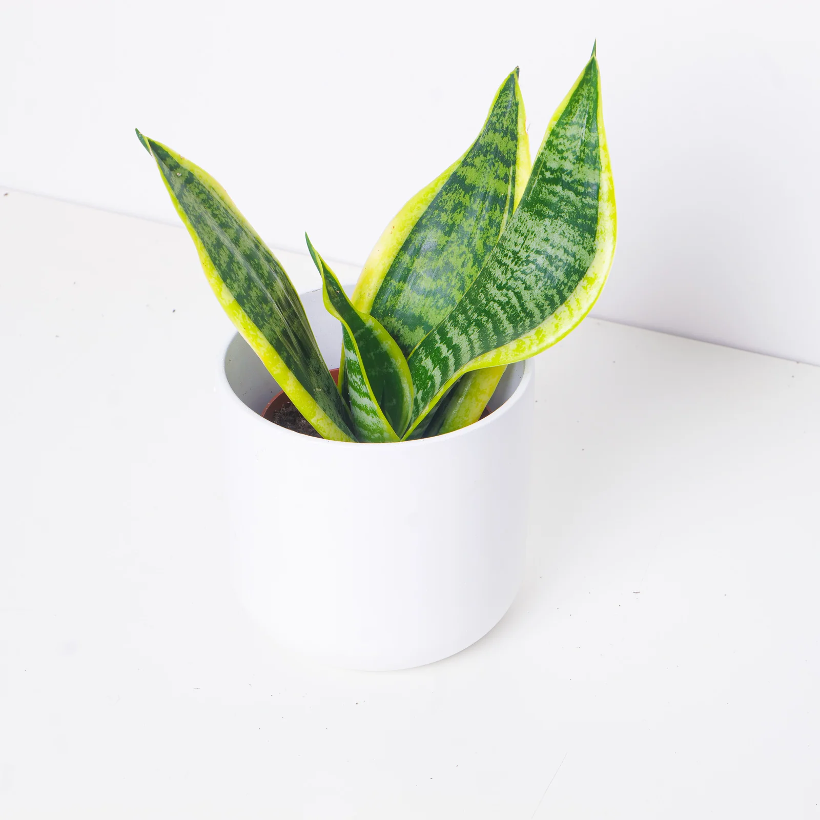 Sansevieria 'Futura Superba'