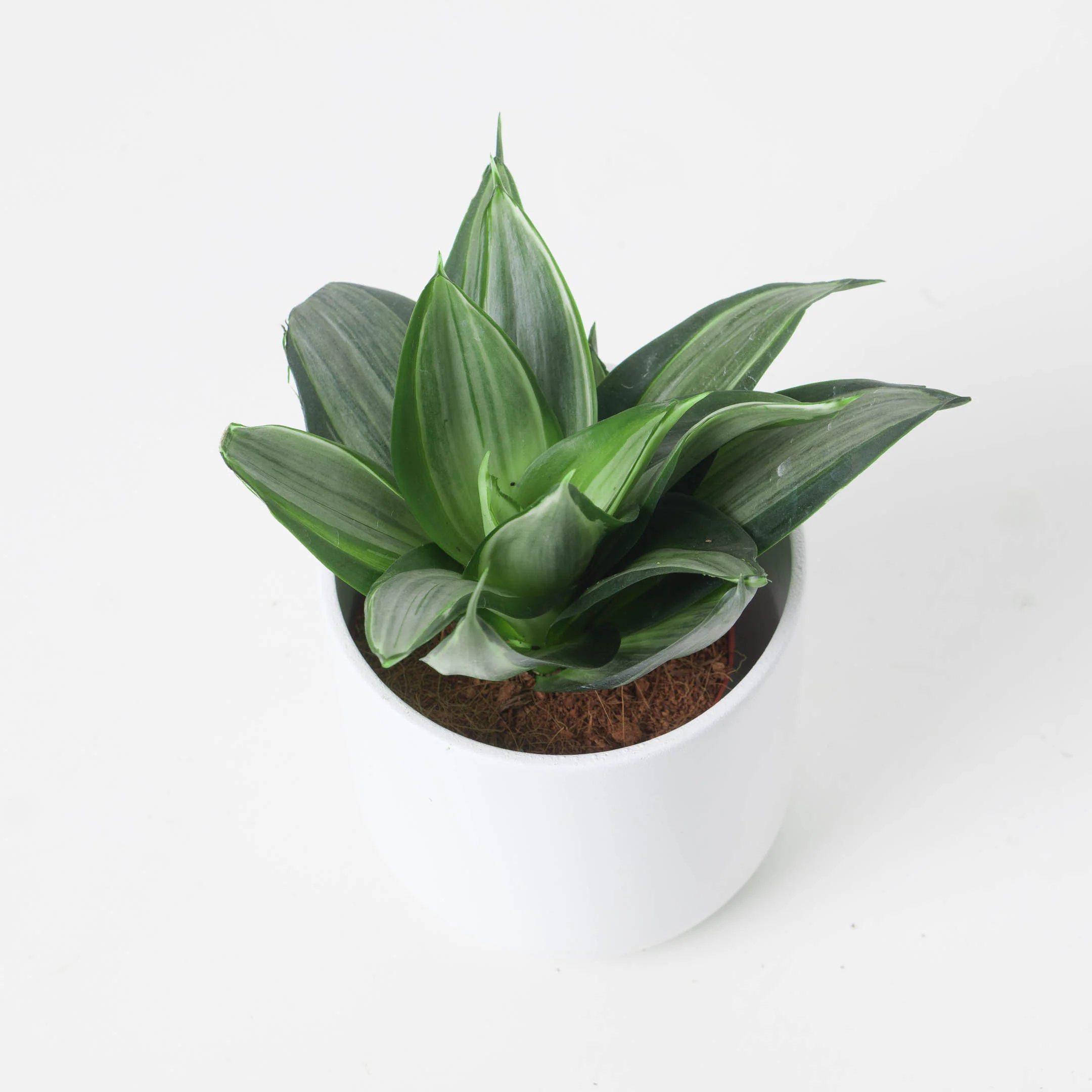 Sansevieria hahnii 'Diamond'