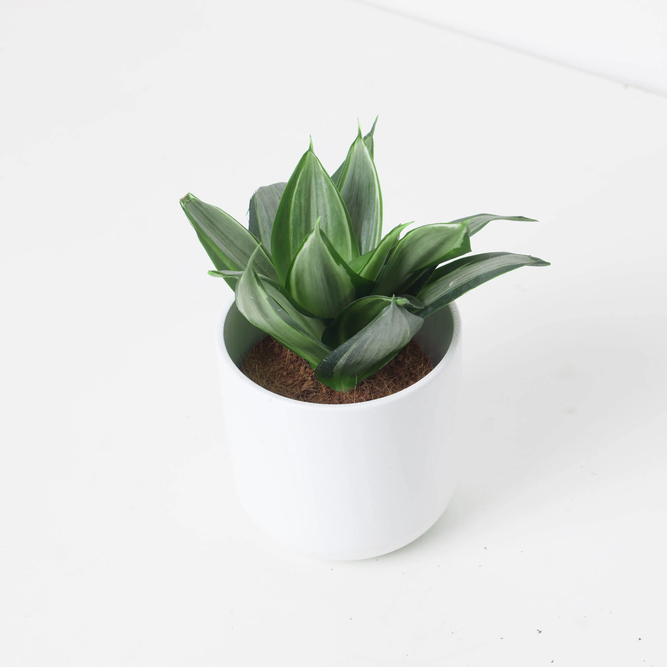 Sansevieria hahnii 'Diamond' - Image 2