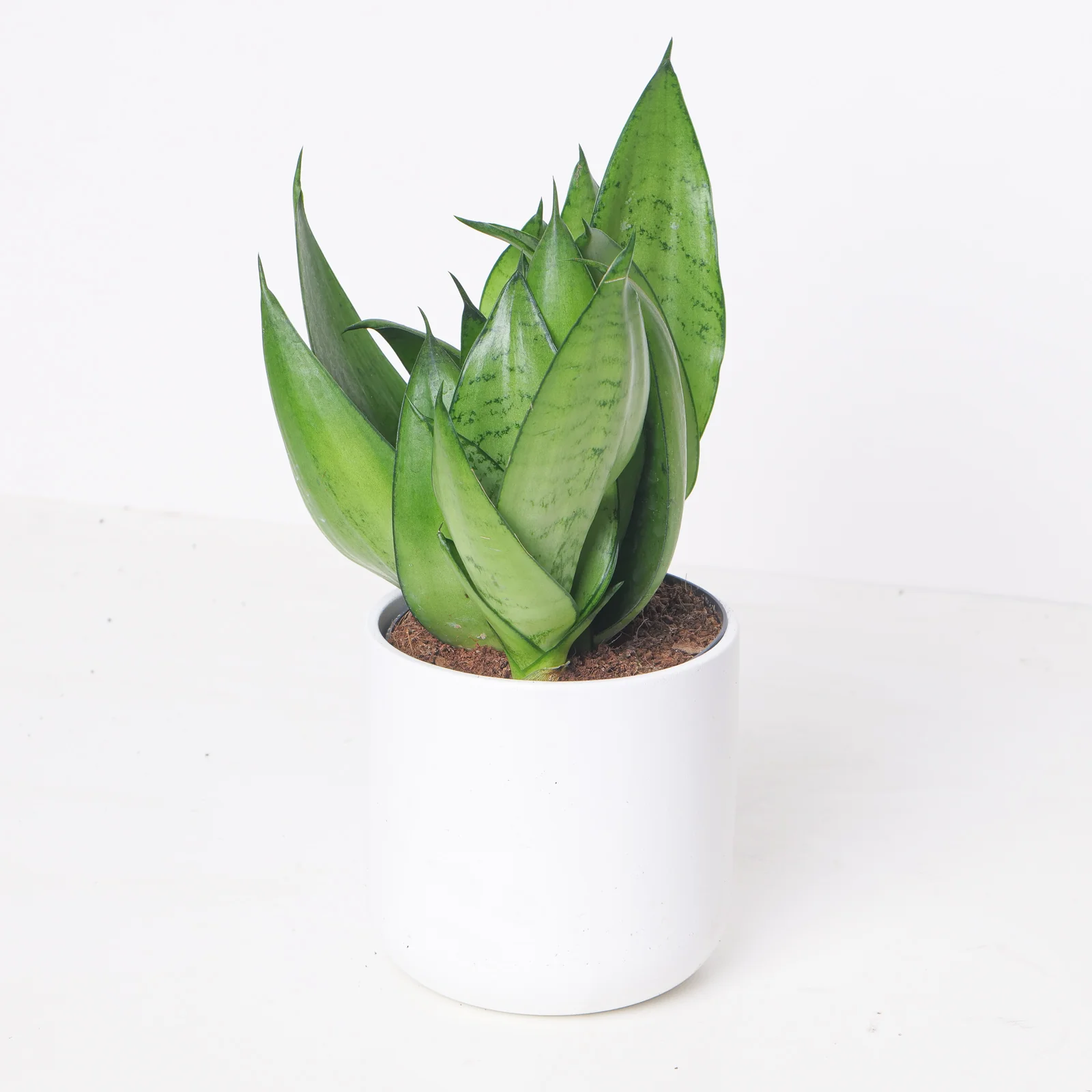 Sansevieria Trifasciata Moonshine | Snake Plant - Image 3