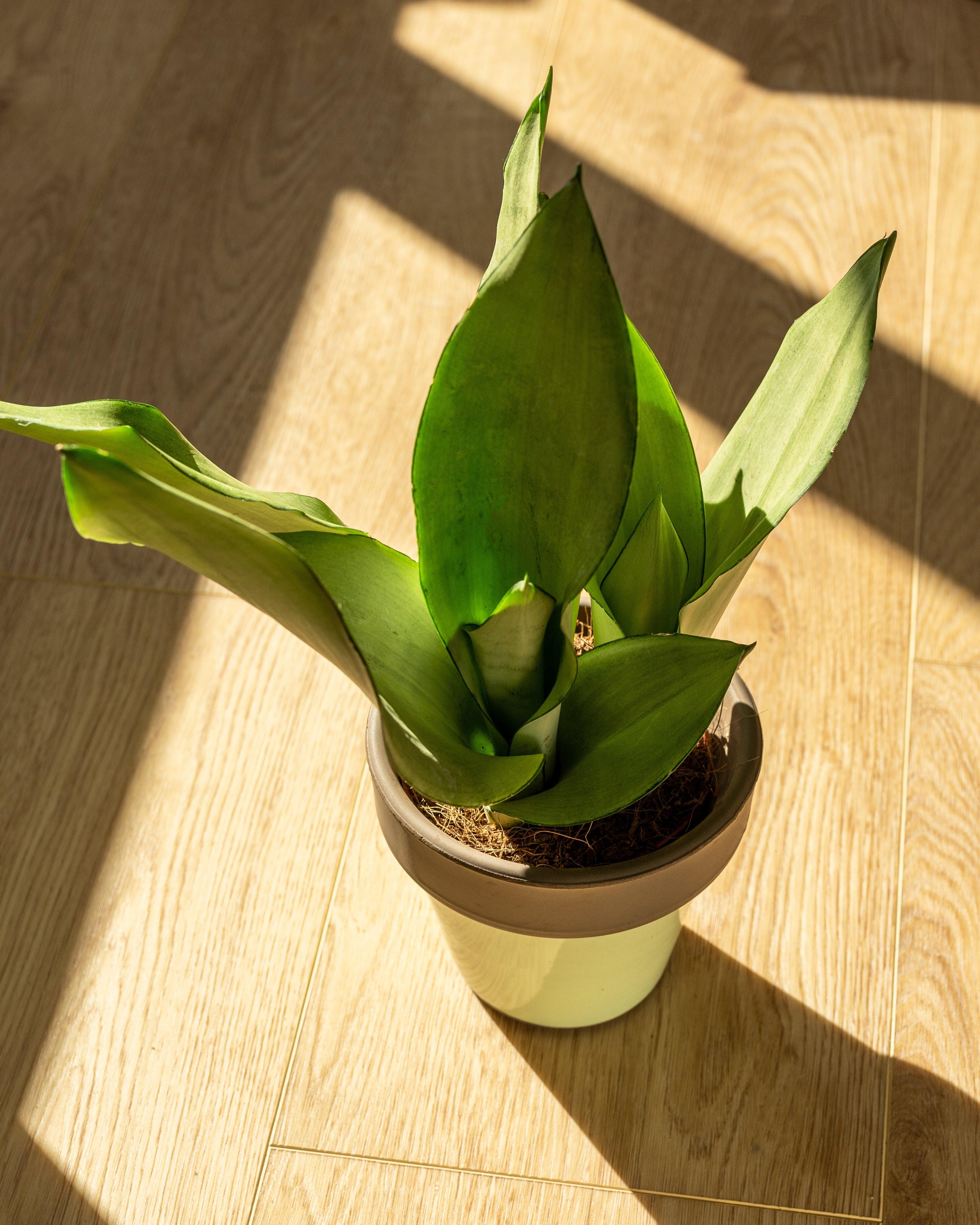 Sansevieria Trifasciata Moonshine | Snake Plant - Image 4