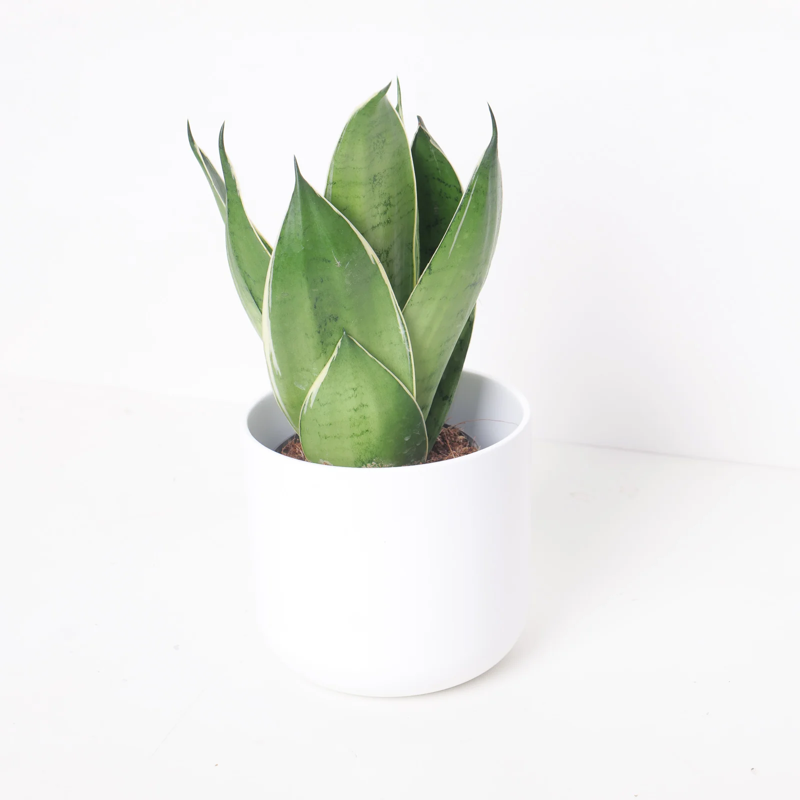 Sansevieria 'Night Owl'