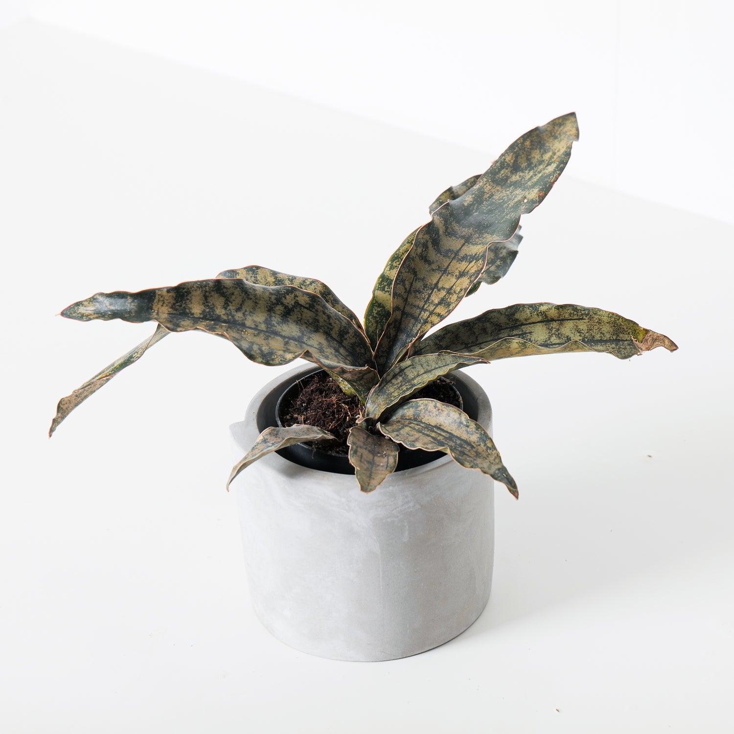 Sansevieria Star Canyon Granite | Sansevieria Coppertone