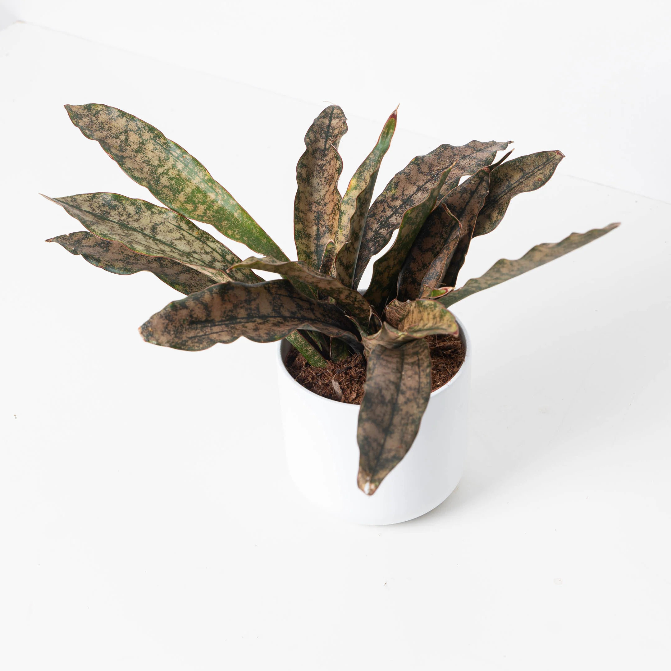 Sansevieria Star Canyon Granite | Sansevieria Coppertone - Image 5