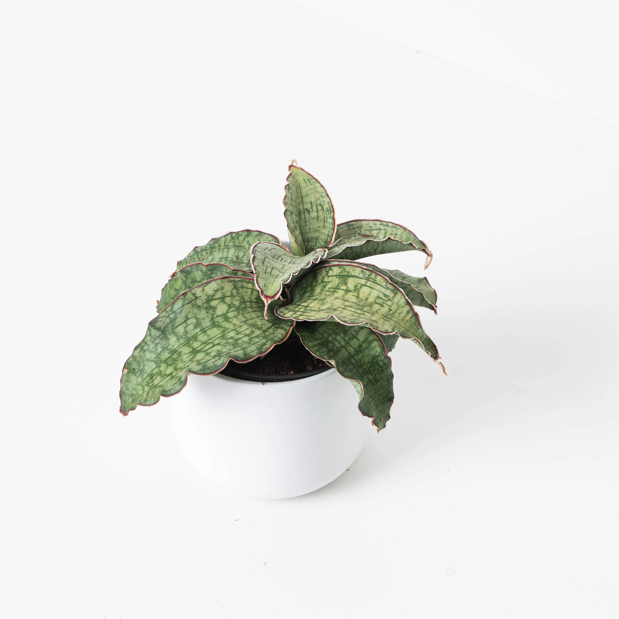 Sansevieria Star Green Granite